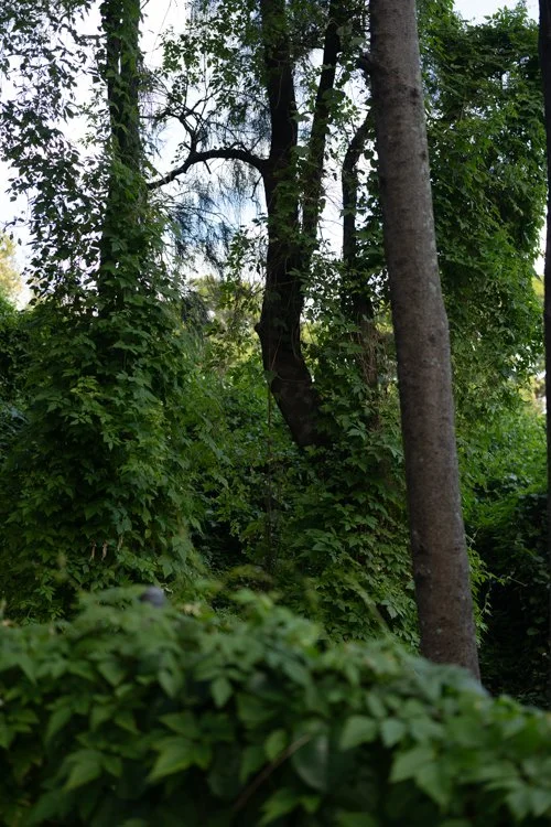 former-council-landfill-manly-9.jpg