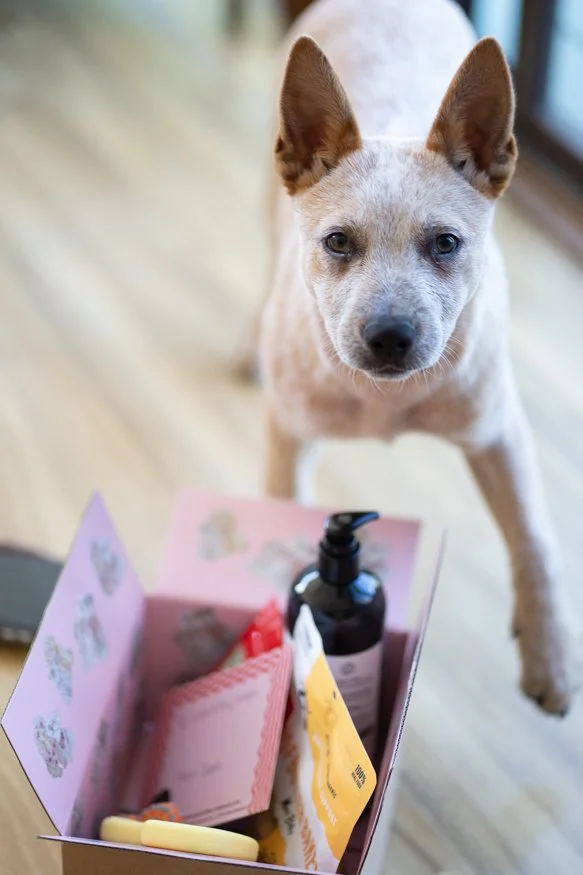 pablo-and-co-puppy-box-4.jpg