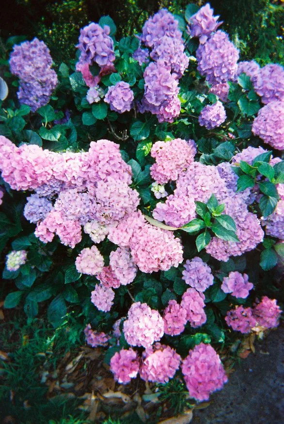 random-analog-3.jpg