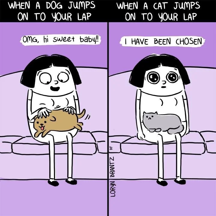 DIFFERENCE BETWEEN CAT AND DOG.jpg