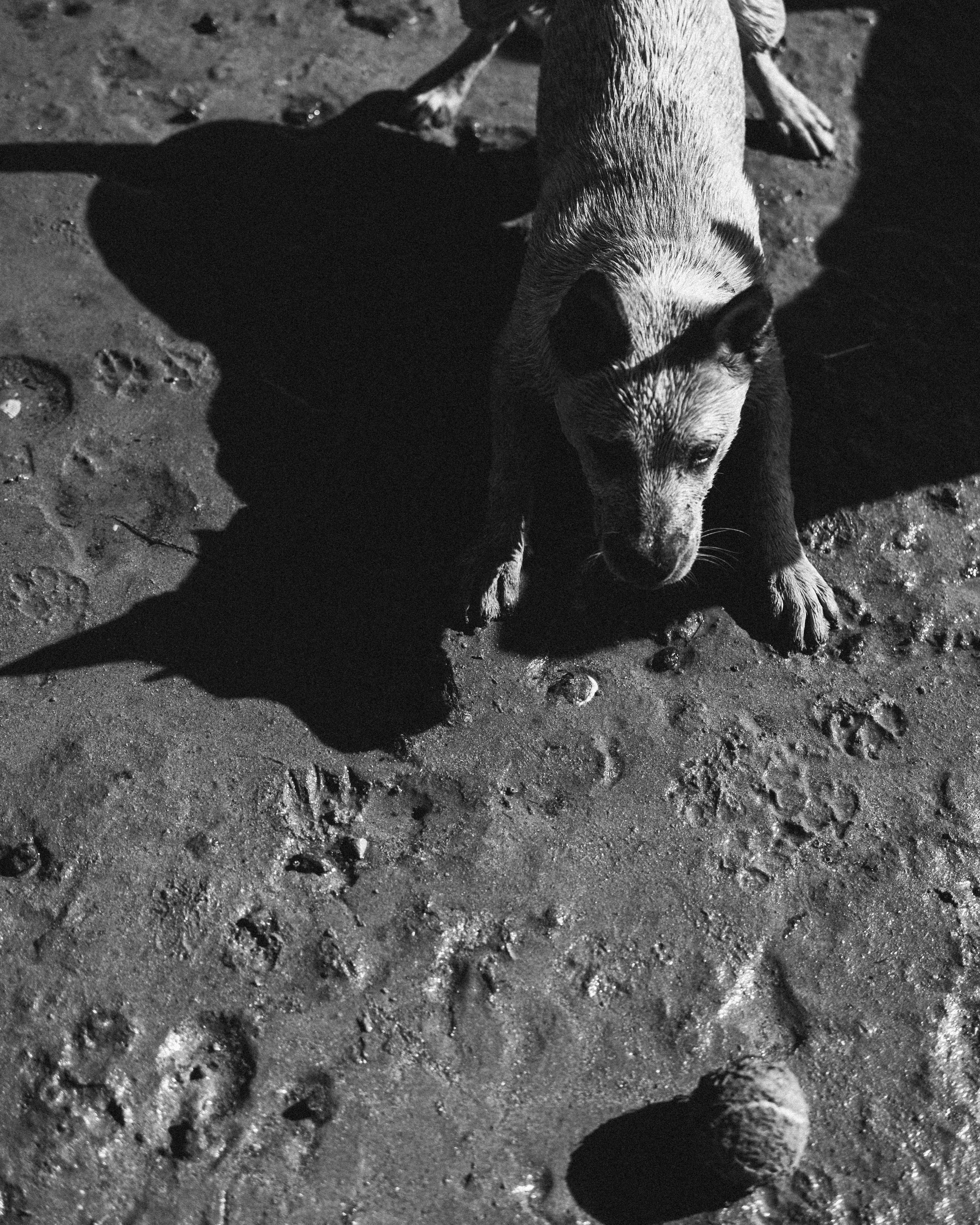 cattledog-ball-studio-koke.jpeg