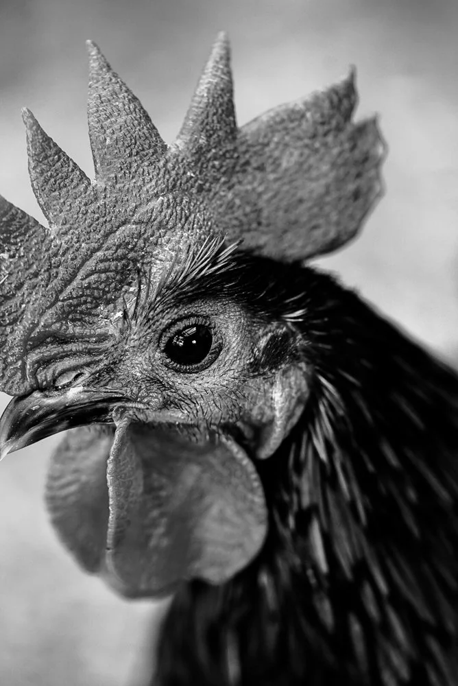 gitte-kornmann-photography-2.jpg
