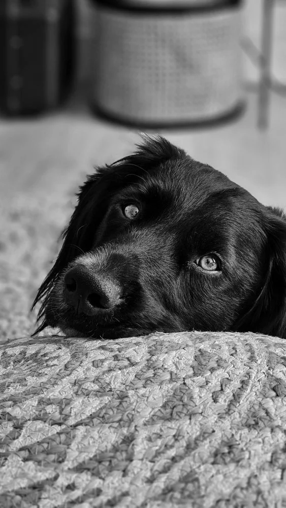 gitte-kornmann-photography-8.jpg