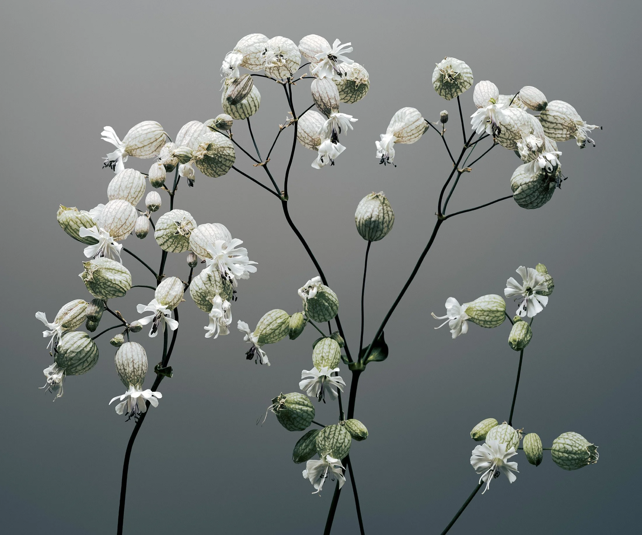 9NEW_DSF7545-Edit.jpg
