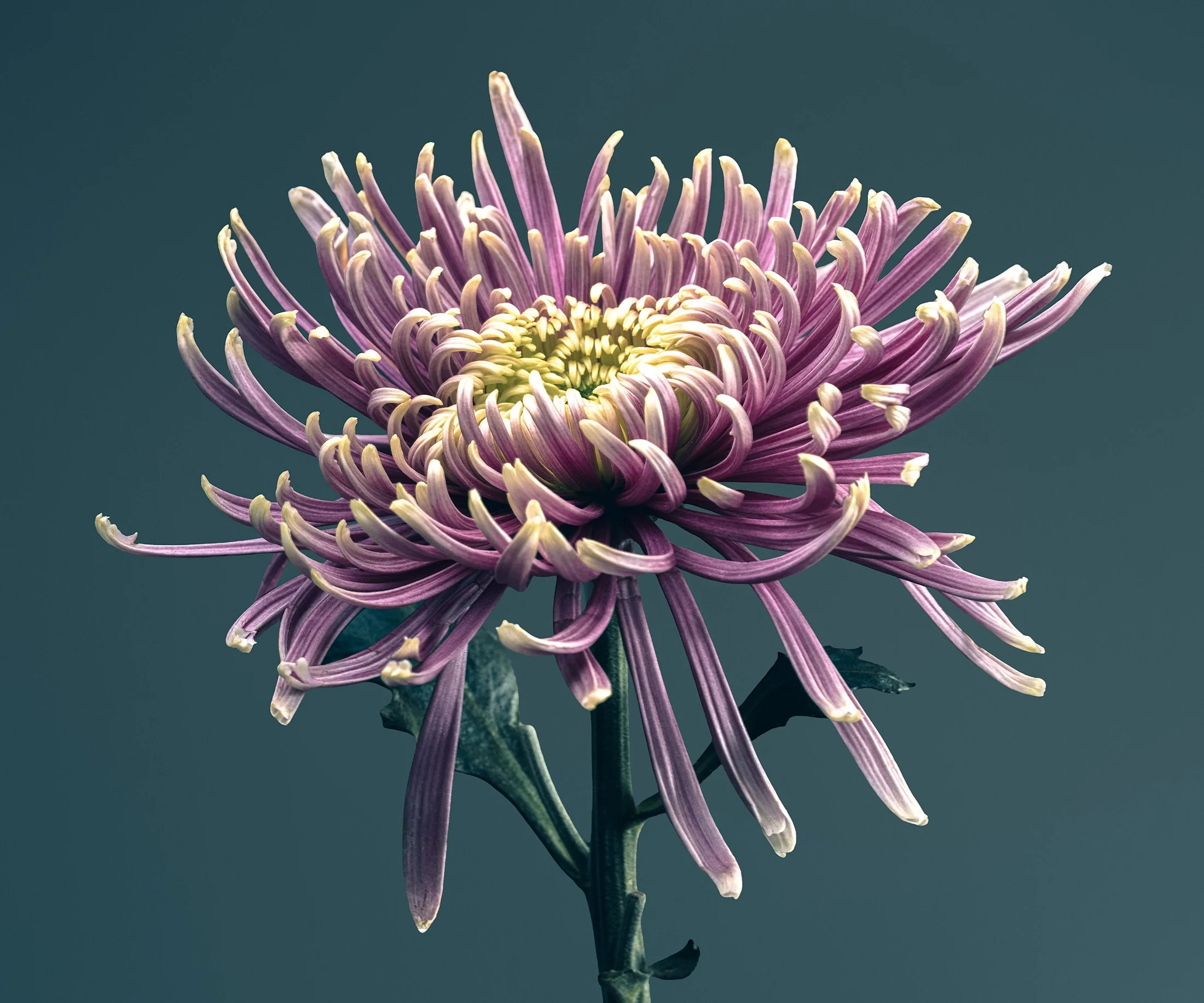 14_DSF7774.jpg