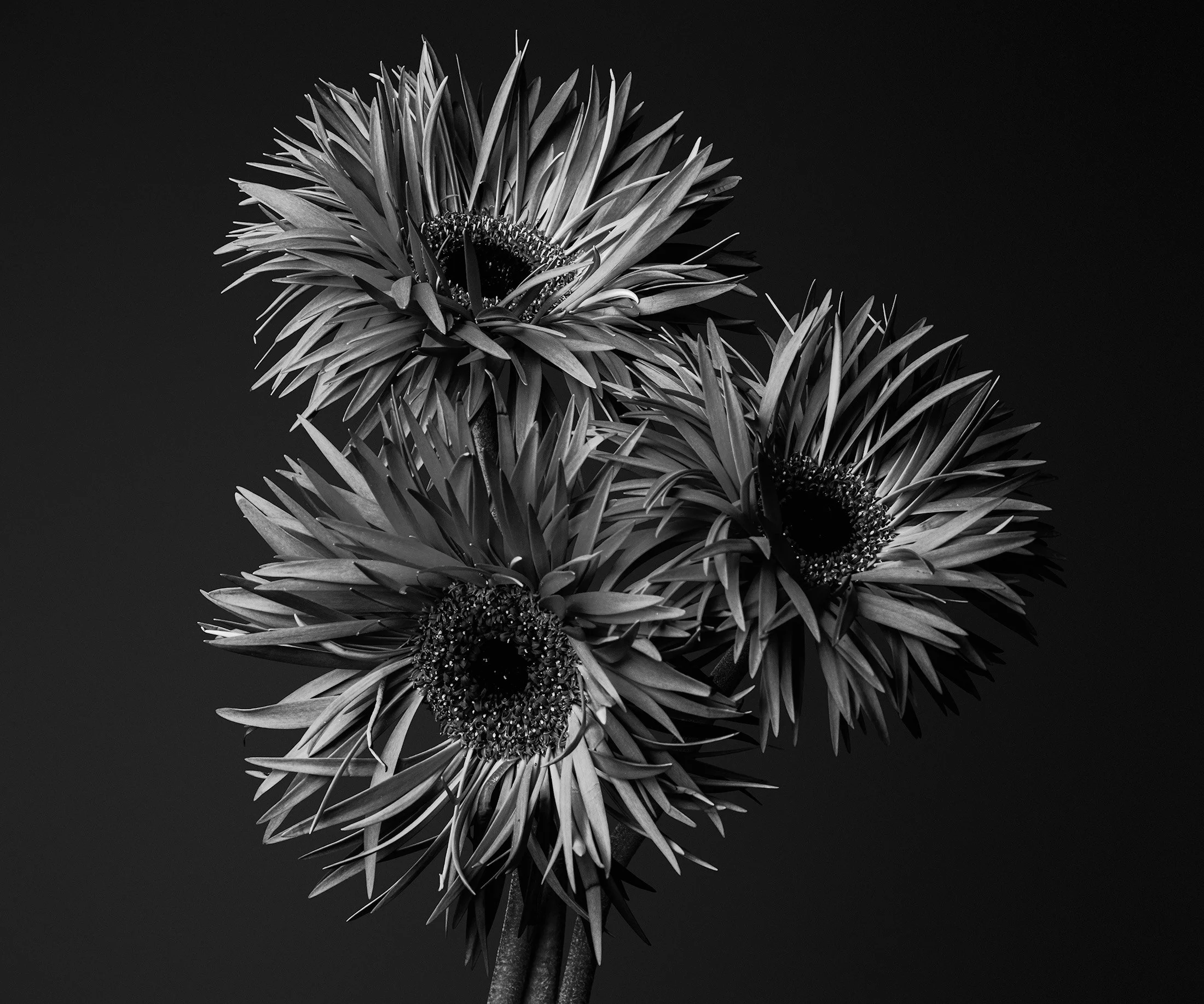 27_B&W_DSF8646-Edit-2-Edit-Edit-2.jpg