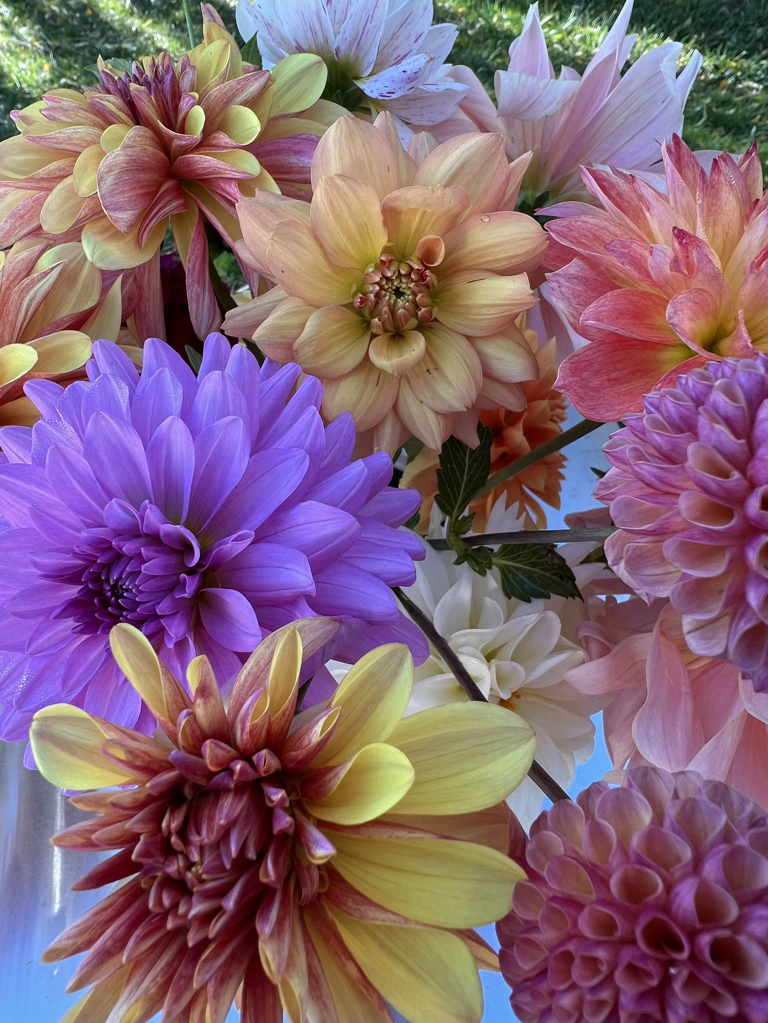 Close-up of multicolored dahlias with pink, yellow, purple, and peach petals, some with streaks and water droplets, set against a background of green foliage.