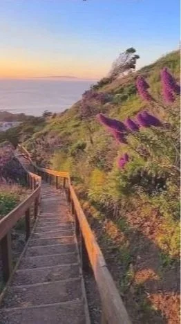 Coastal hiking trail with wooden steps and wildflowers at sunset; Northern California, Destination.