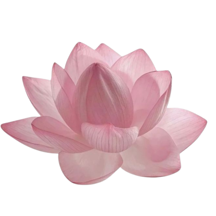 A pink lotus flower with multiple petals.