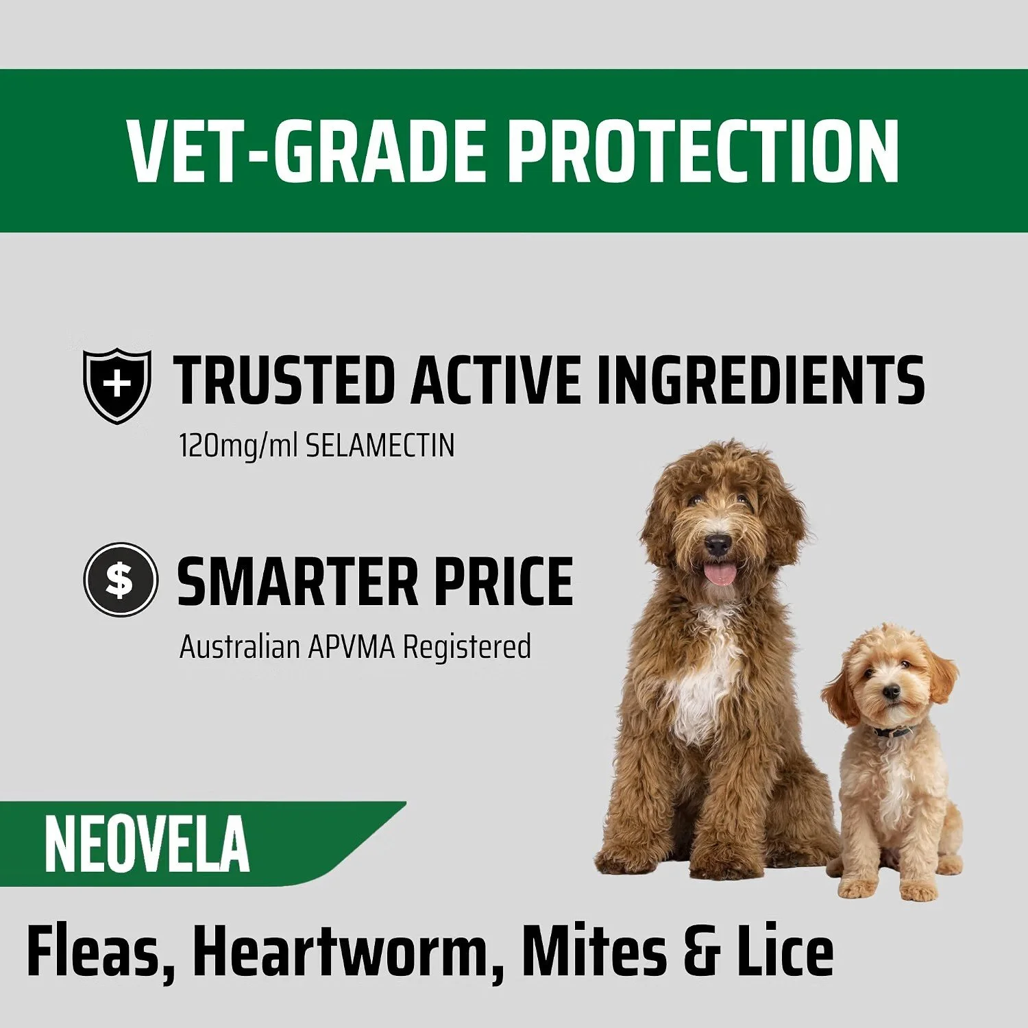 dog info2.jpg