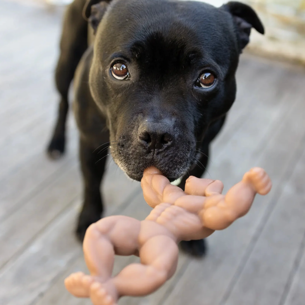 Staffy Schwarzenegger 116.png