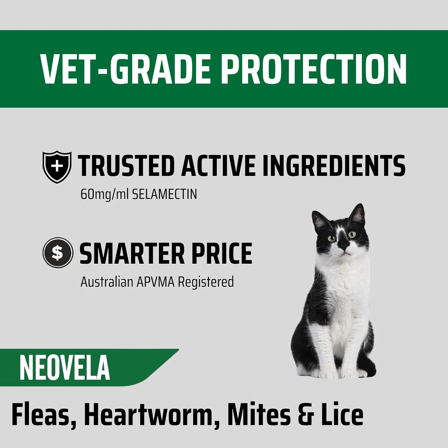 cat info4.jpg