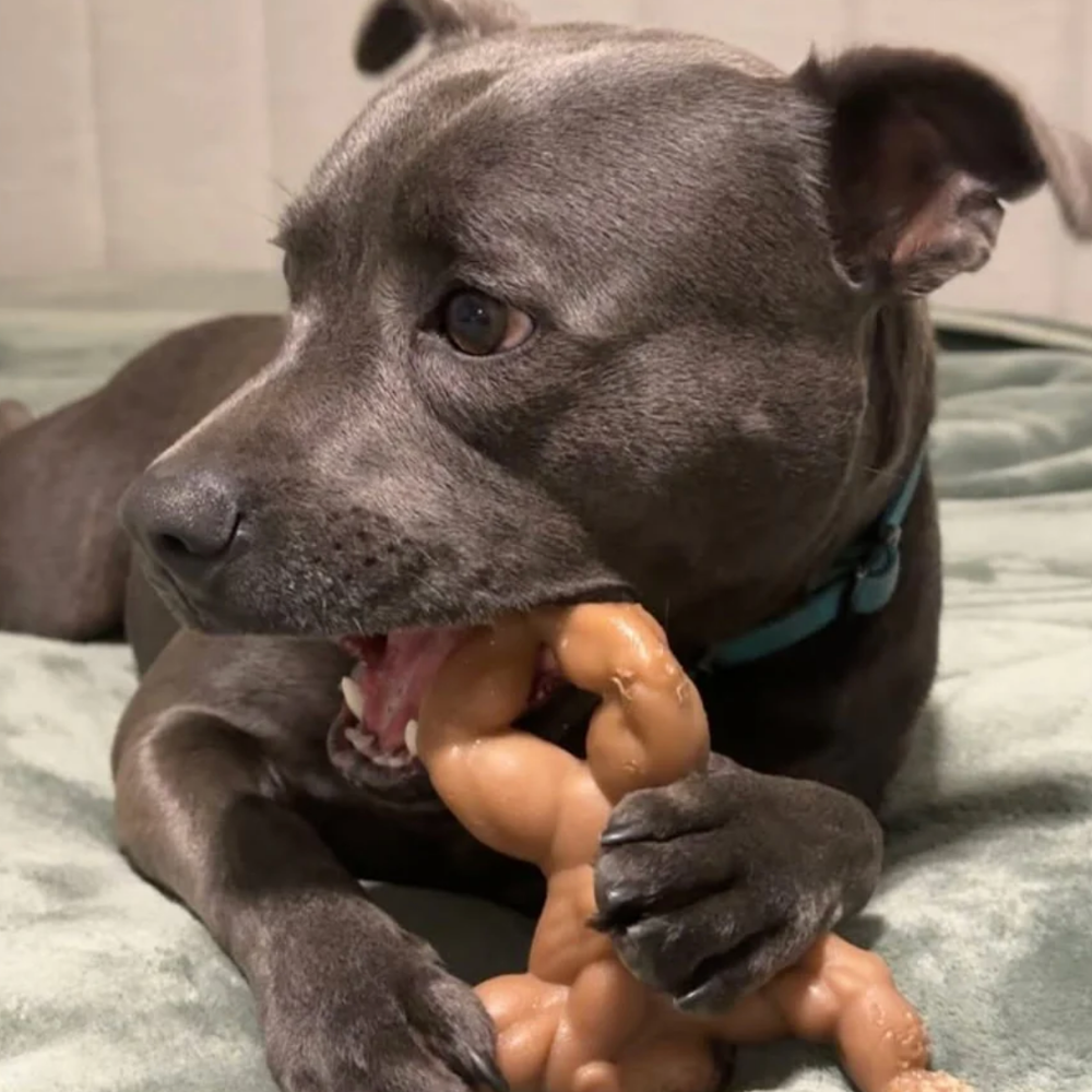 Staffy Balboa 107.png