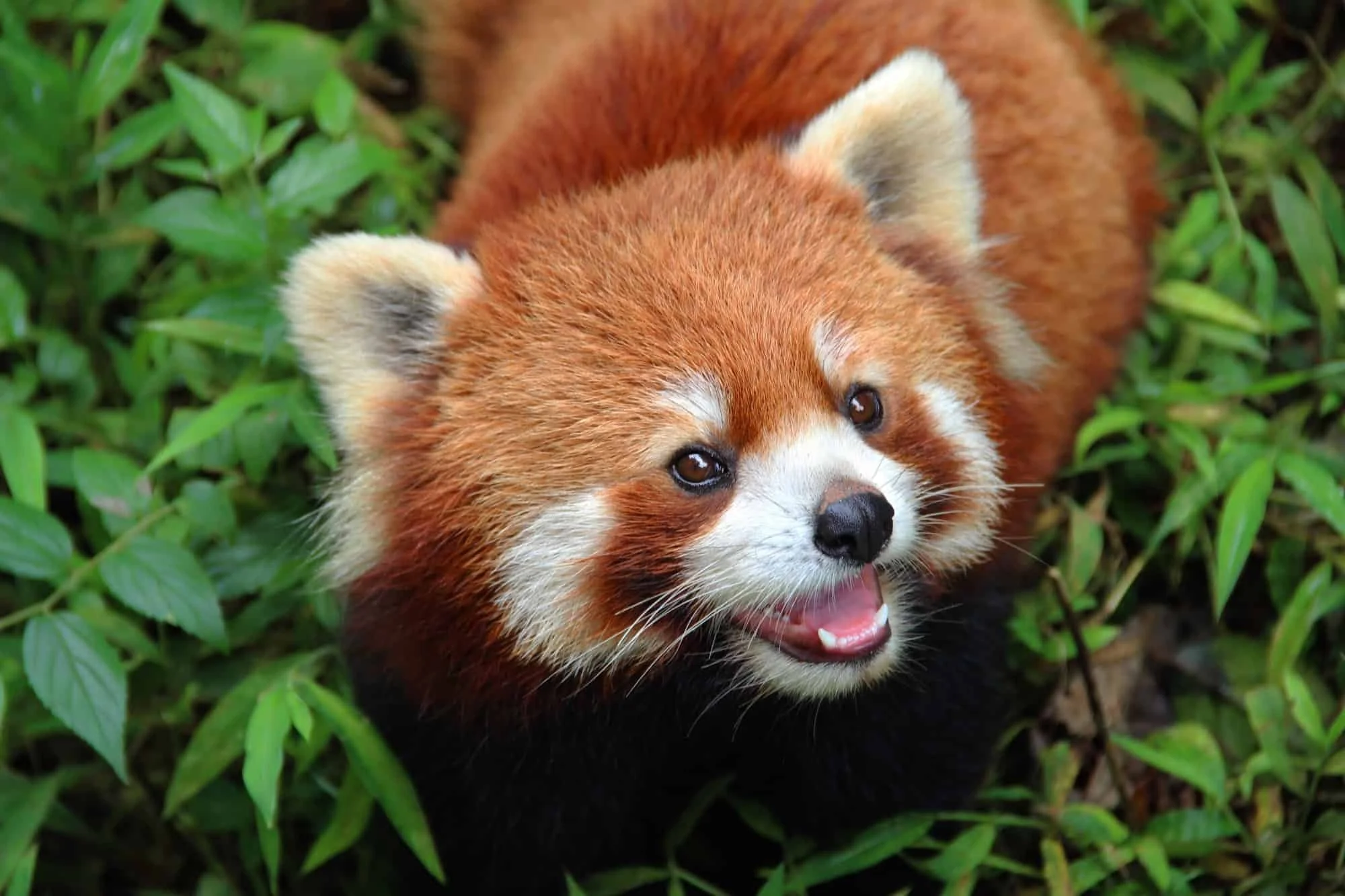 redpanda31.jpg