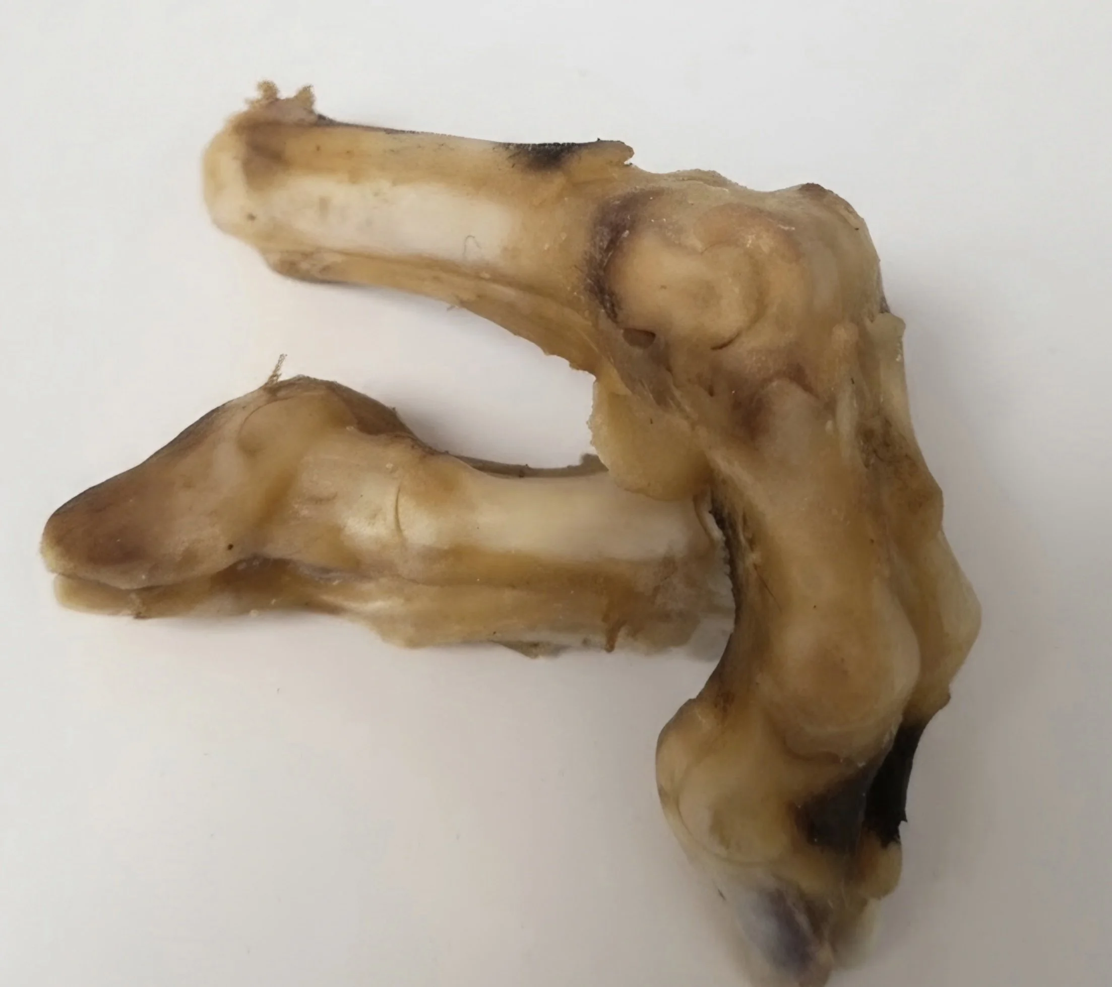 Australian Goat Shank with Trotter Dog Chew
