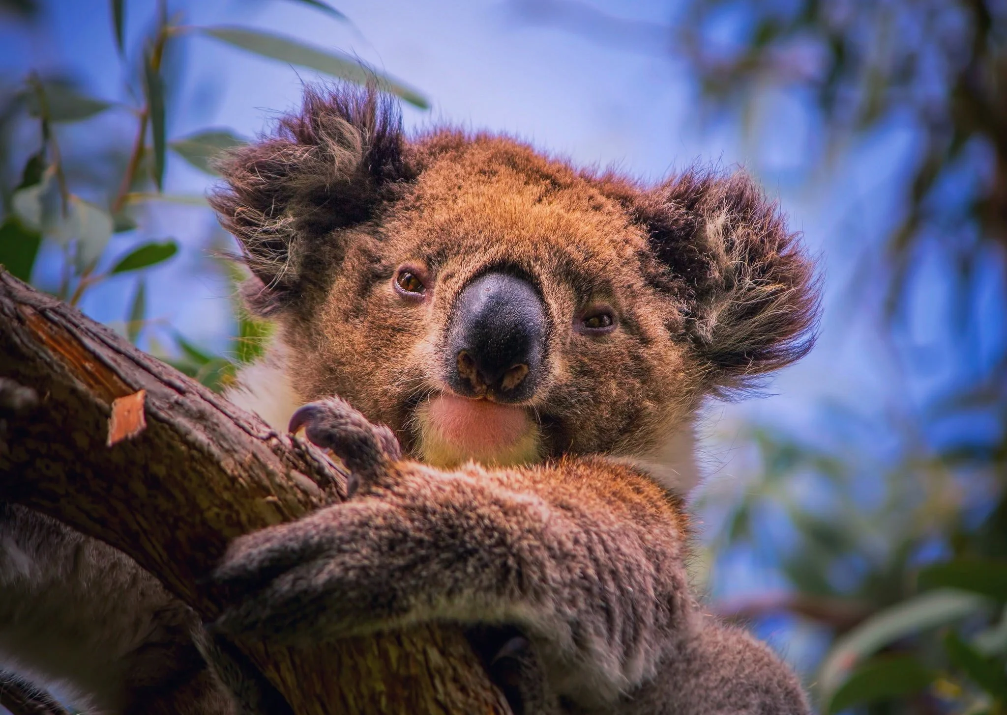 1116960-tree-portrait-branch-Koala-phascolarctos-cinereus.jpg