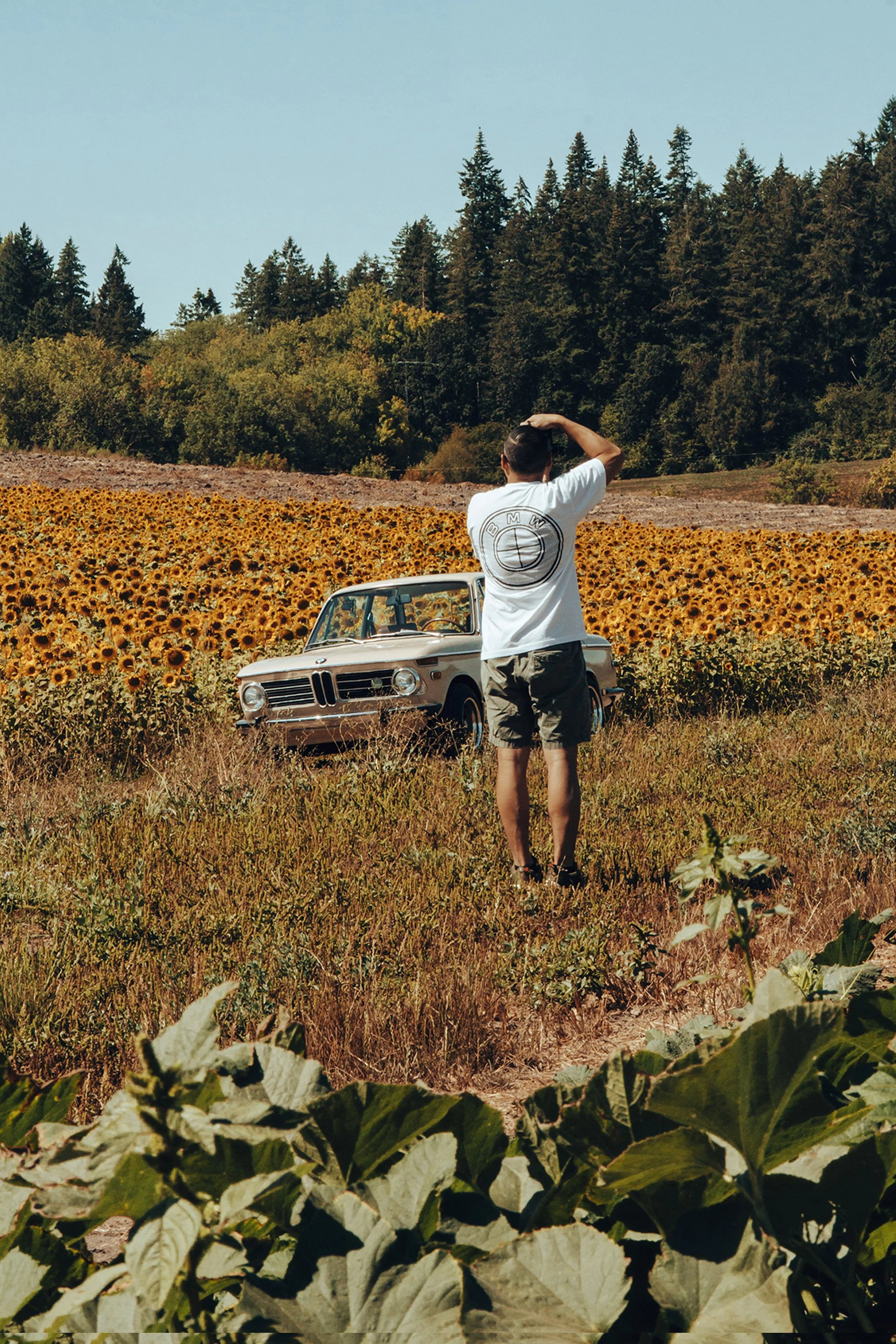 A person standing in a sunflower field with a vintage car and a backdrop of trees and a clear blue sky.
