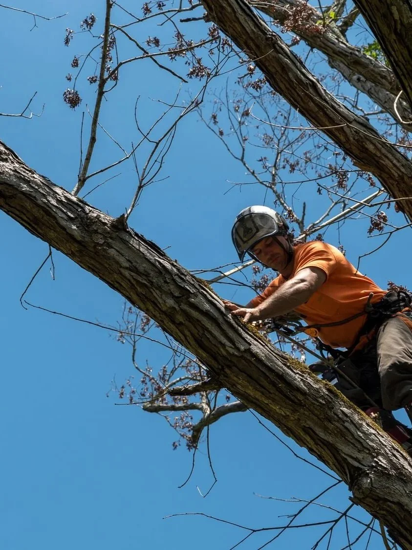 A person wearing a helmet and orange shirt climbing a tall tree with thin, leafless branches against a clear blue sky.