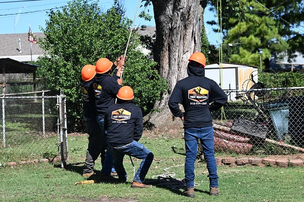 Four tree removal workers with orange helmets and black jackets operating a tree climbing and cutting process in a residential yard.