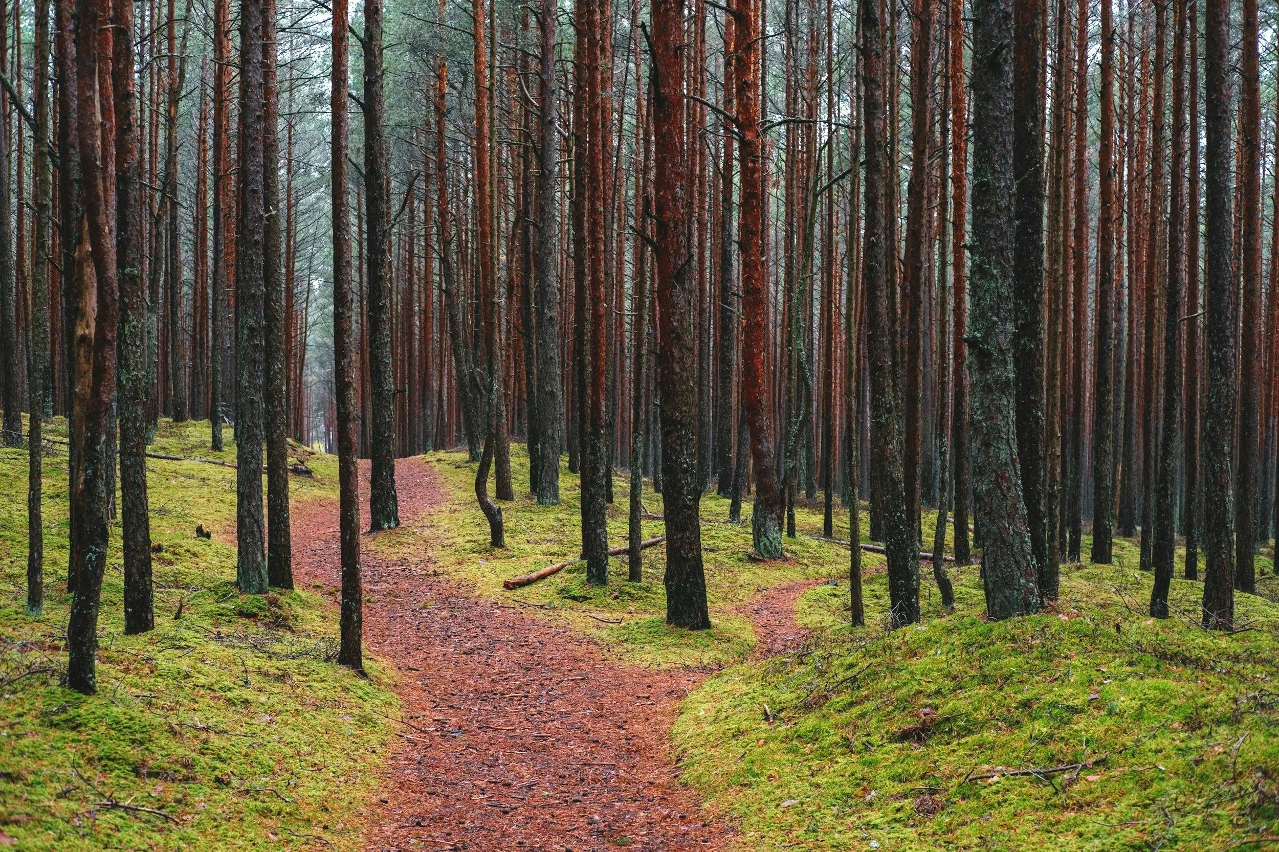 Suuri metsä, jossa on polku, ja puita, jotka kasvavat tiiviisti yhteydessä, maassa vihreää sammalta.
