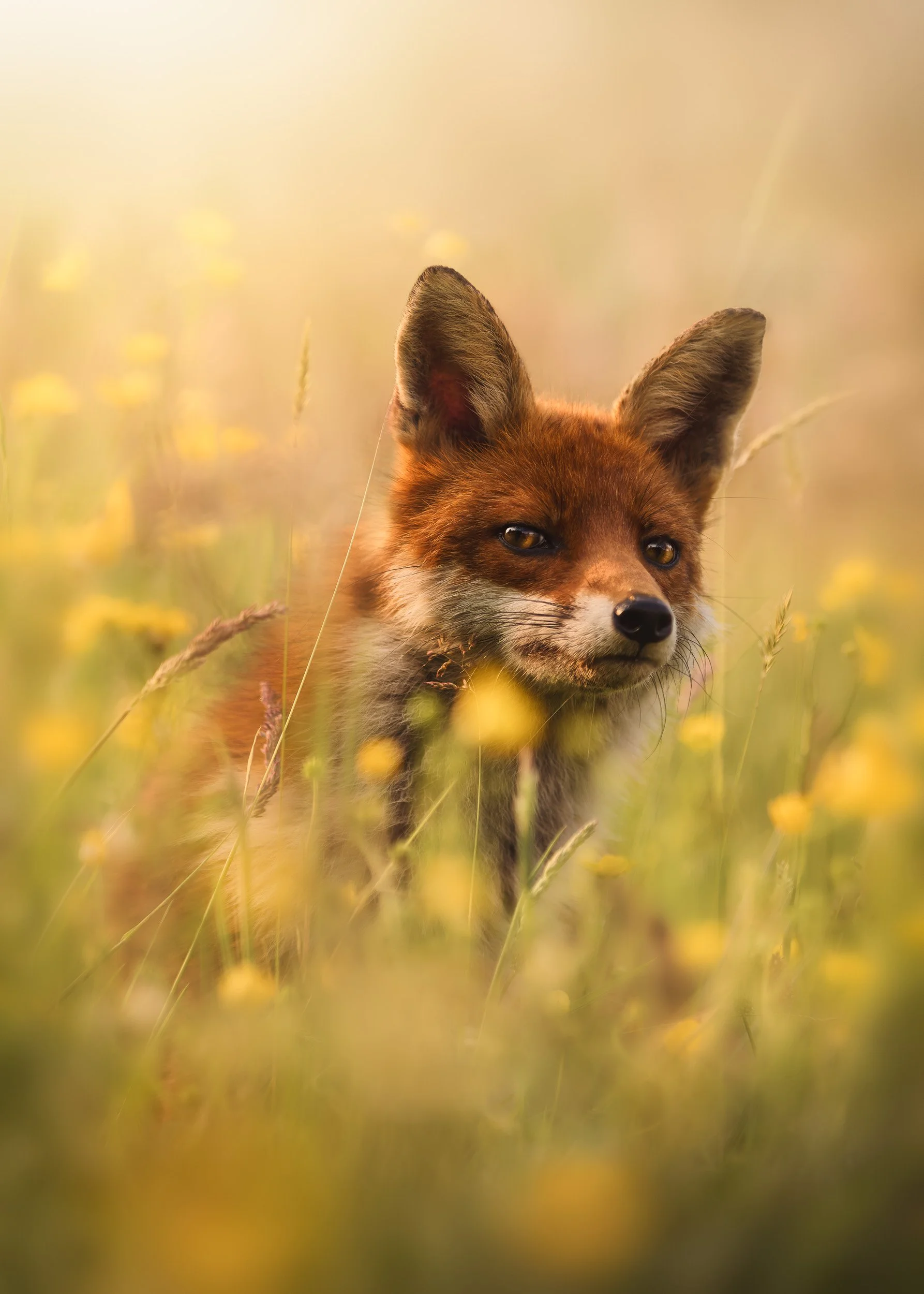 long grass fox flat.jpg