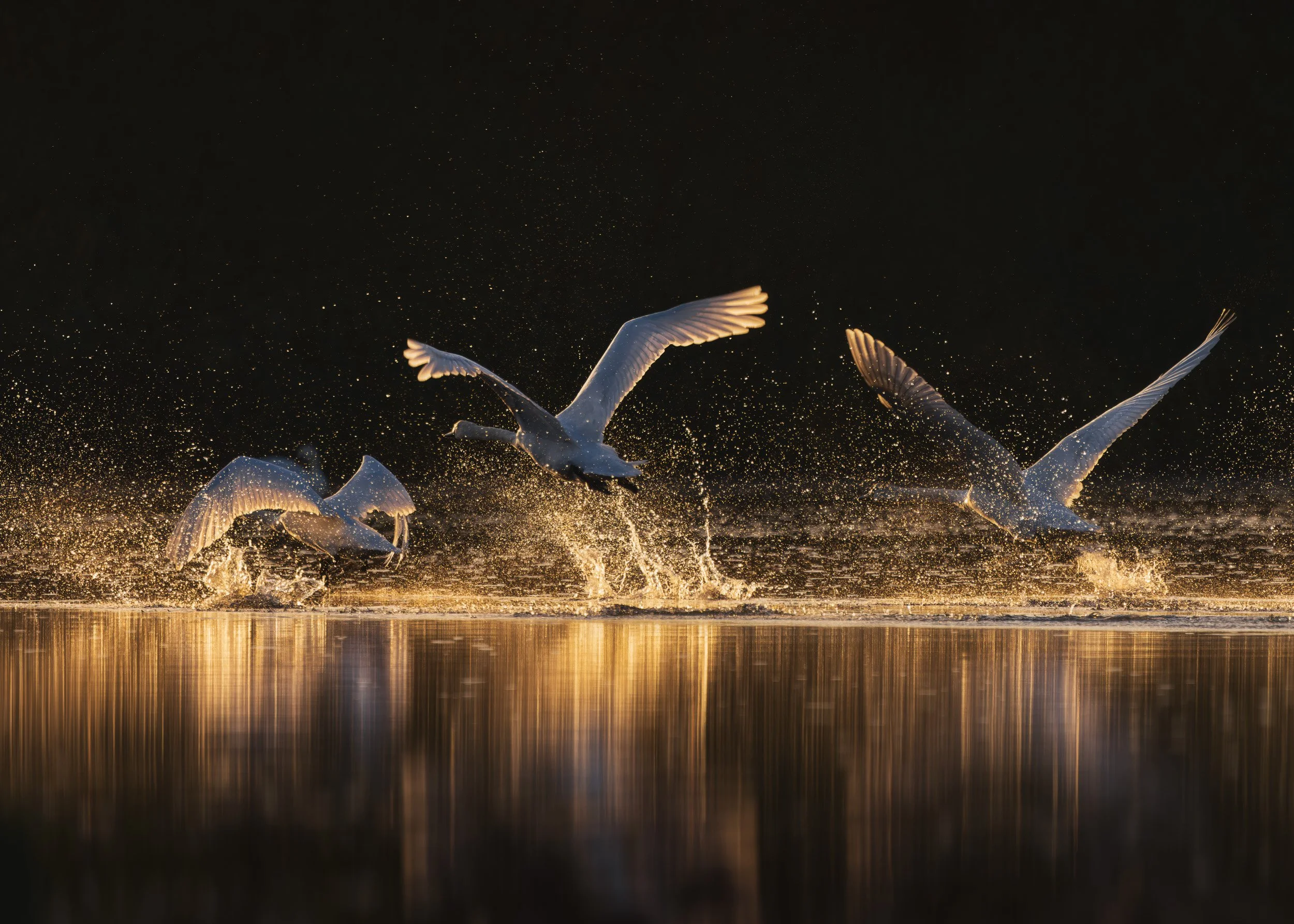 take off swans flat 2.5 times final.jpg