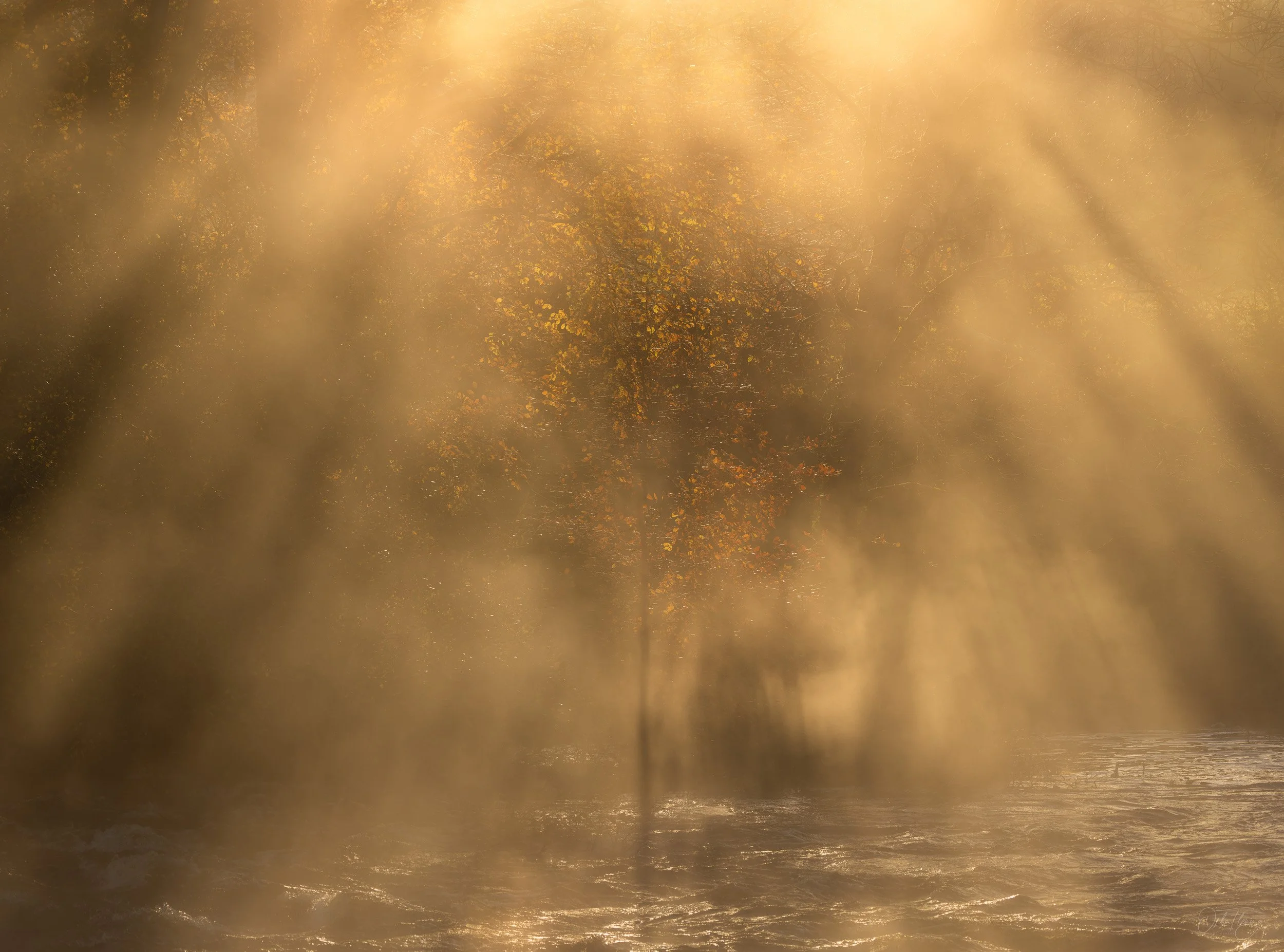 Golden morning mist and shafts of sunlight surrounding a tree beside water.