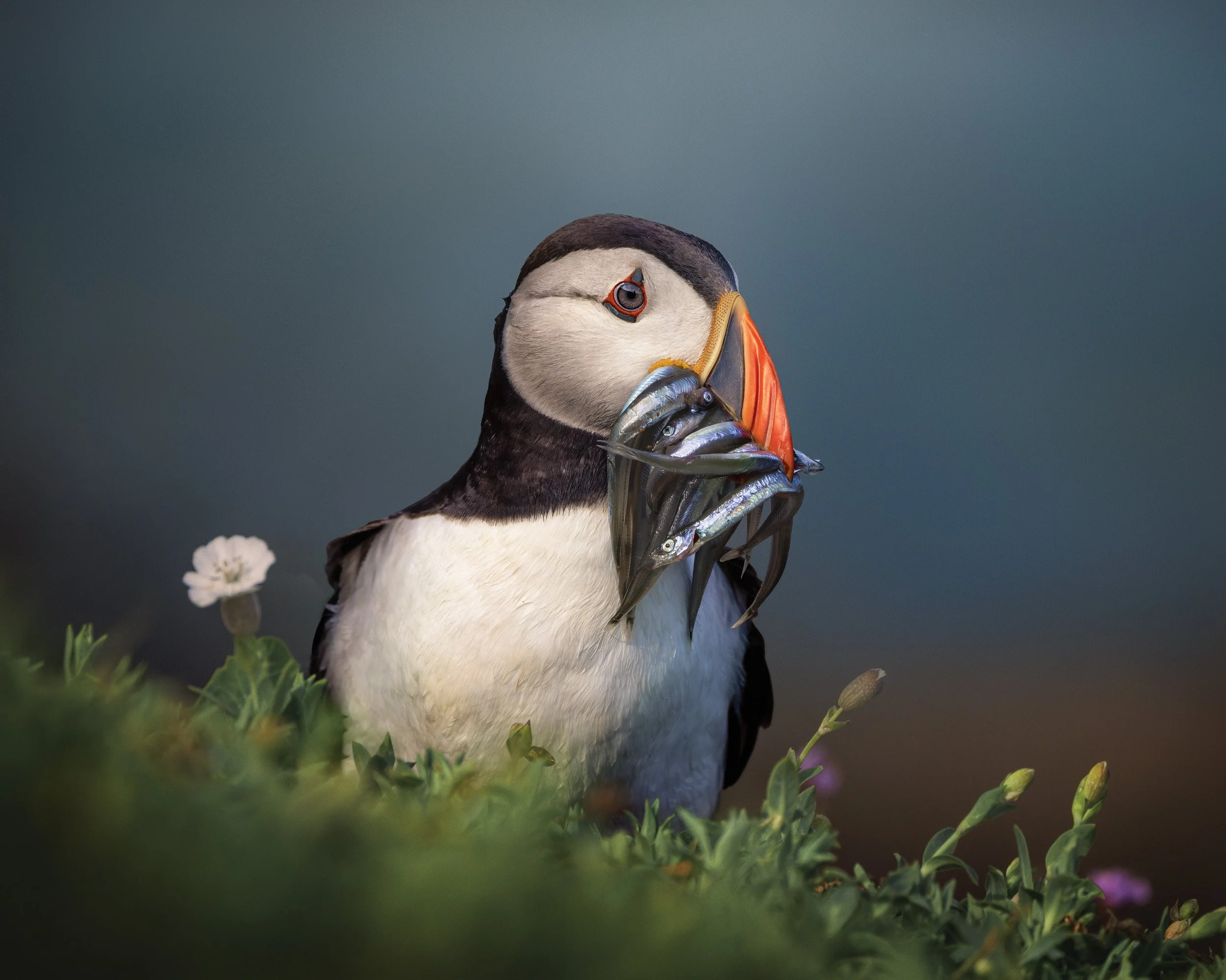 1 puffin with fish crop.jpg