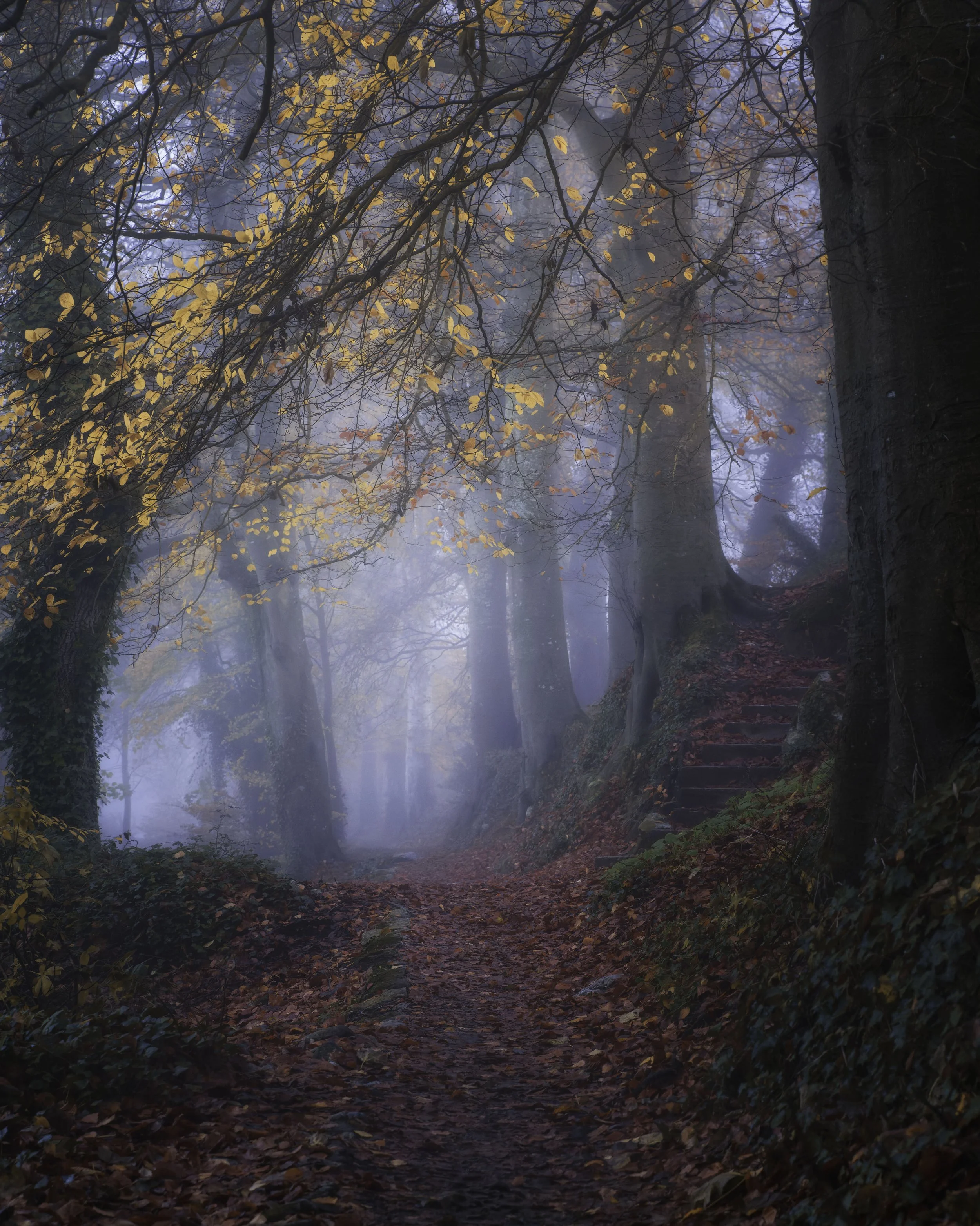 Misty Steps — Fine-Art Print