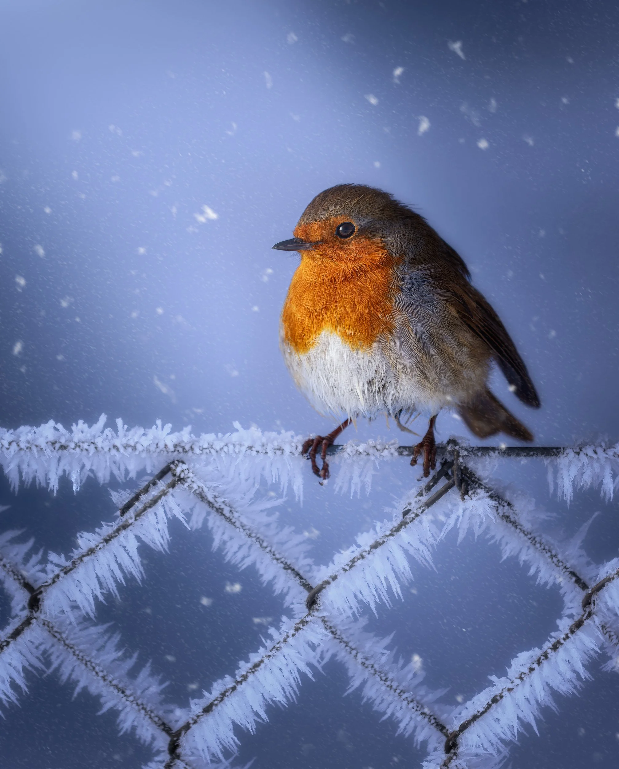 robin fence copyflat.jpg