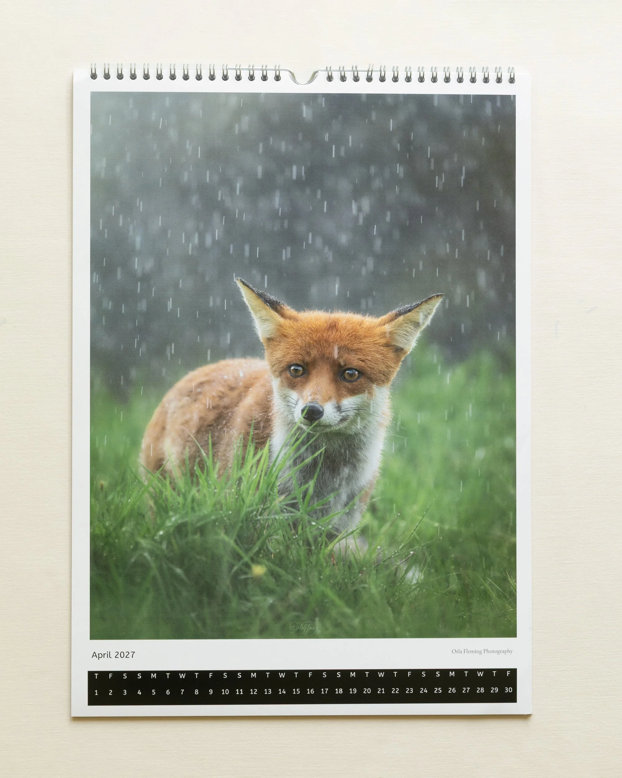 Calander-fox-in-rain-page.jpg