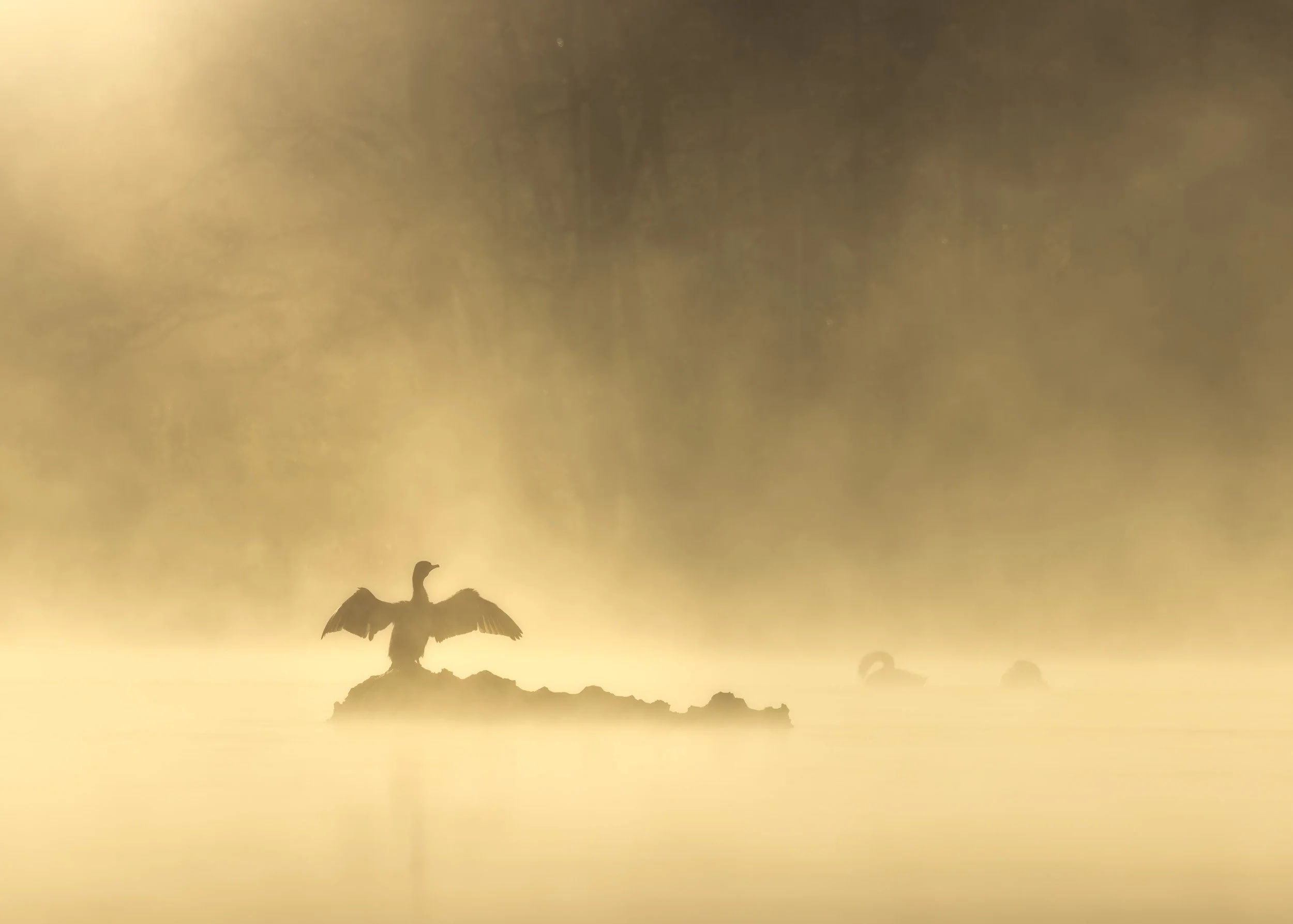 heron and swans.jpg