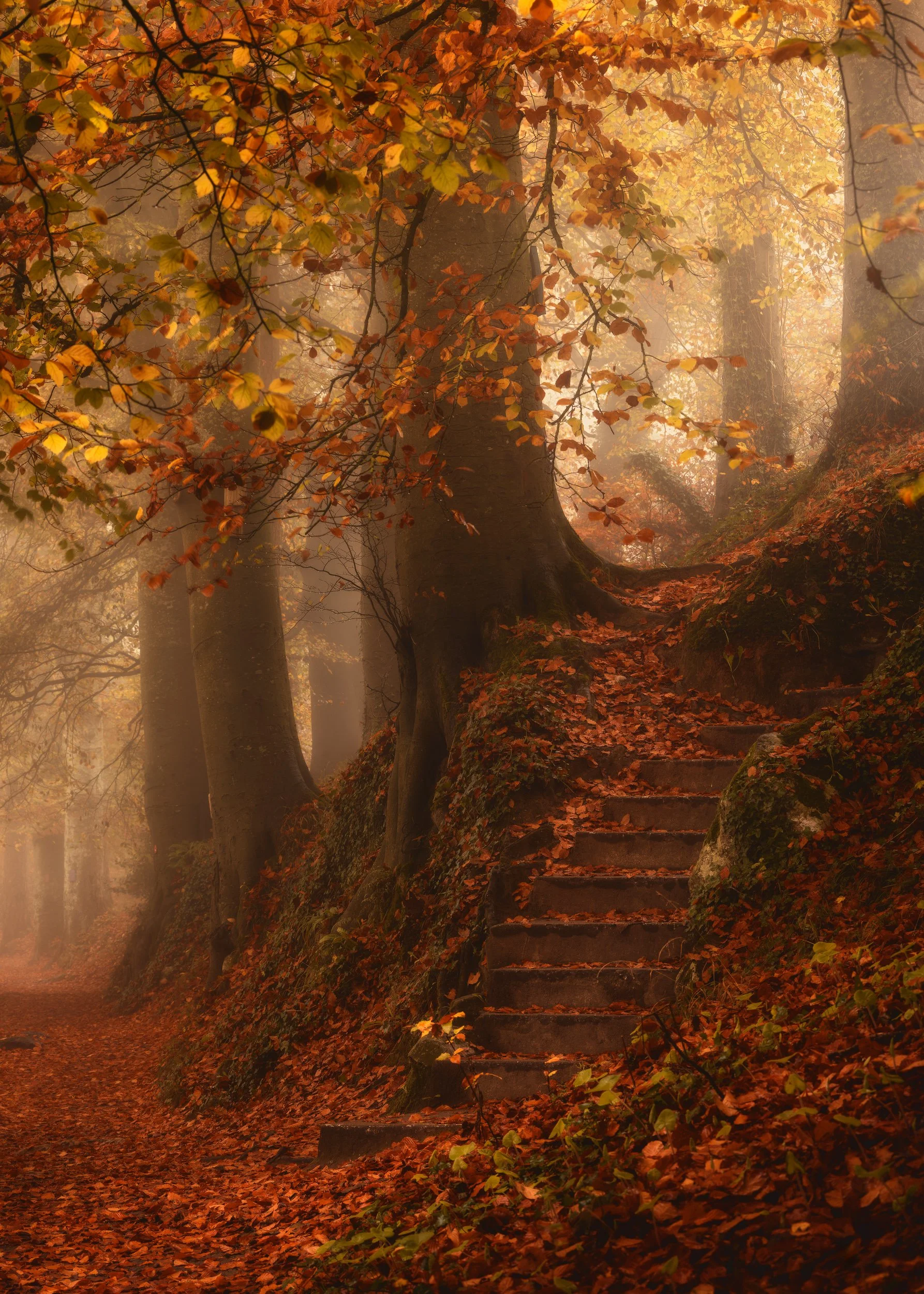 better steps with tripod flat-Edit.jpg