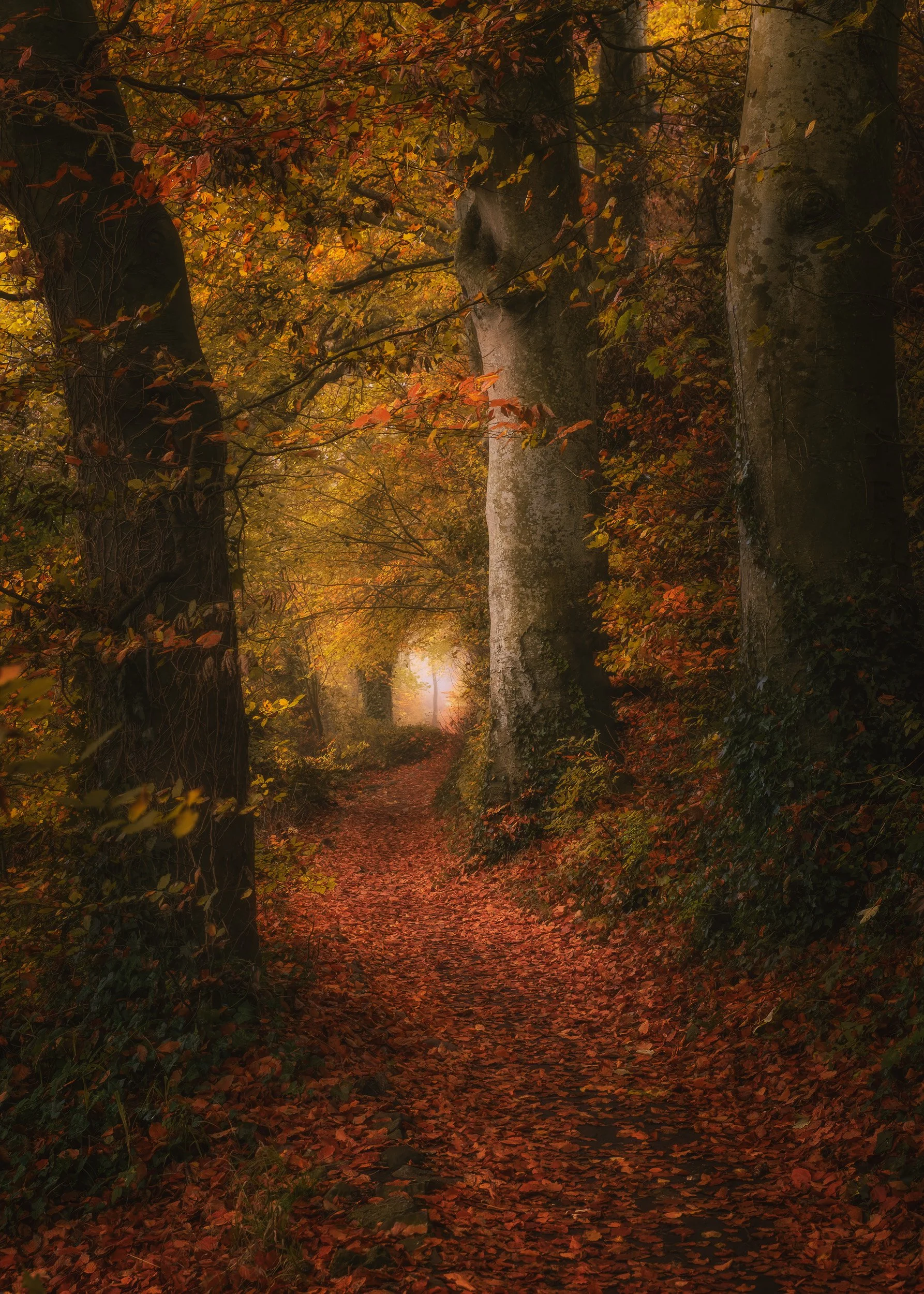 Autumn Passage — Fine-Art Print