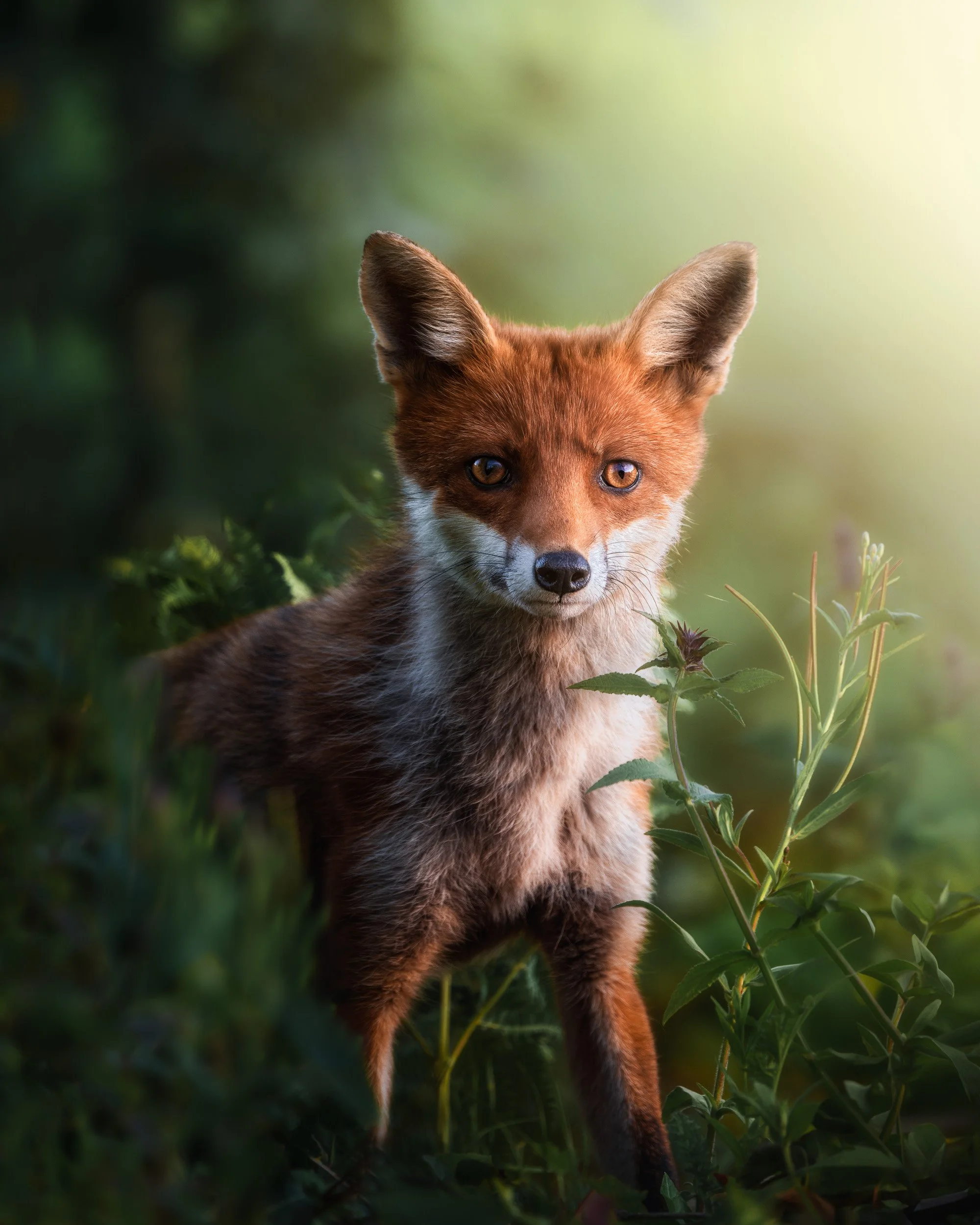 Wild at the Edge