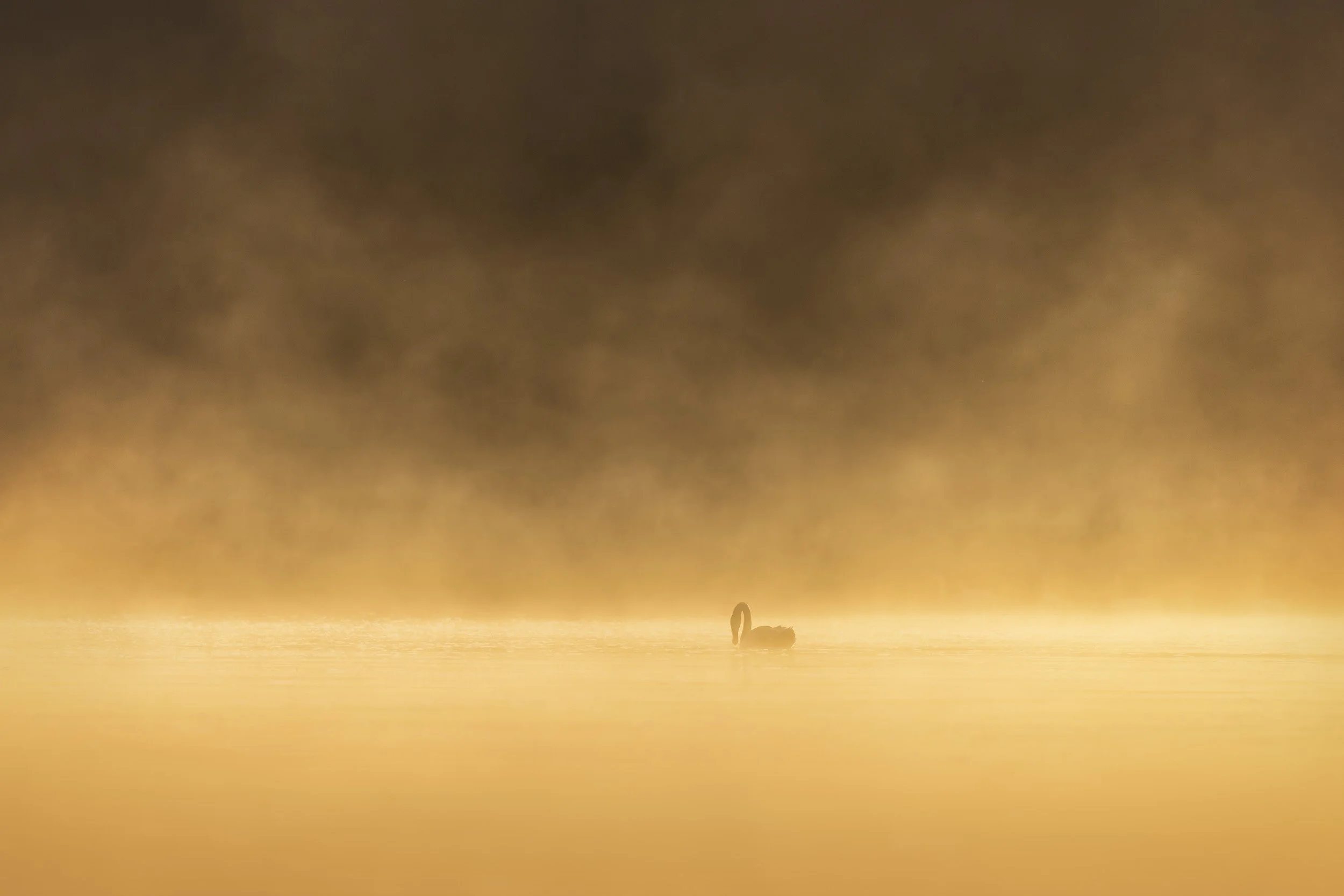 misty golden.jpg