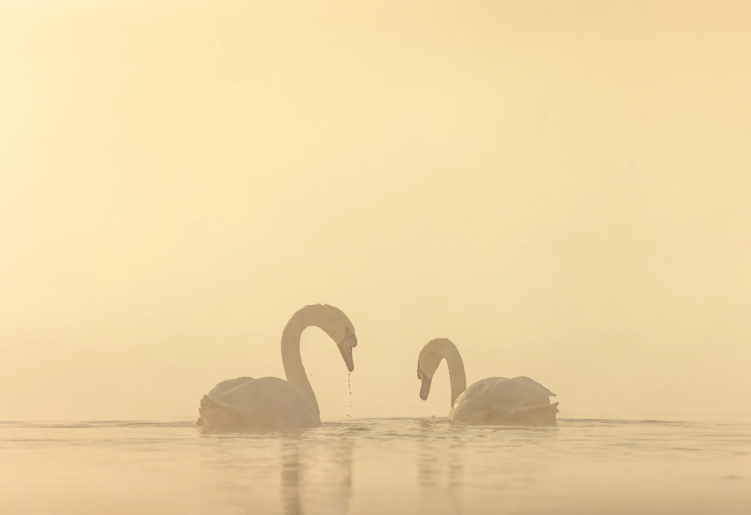 minimal pair.jpg