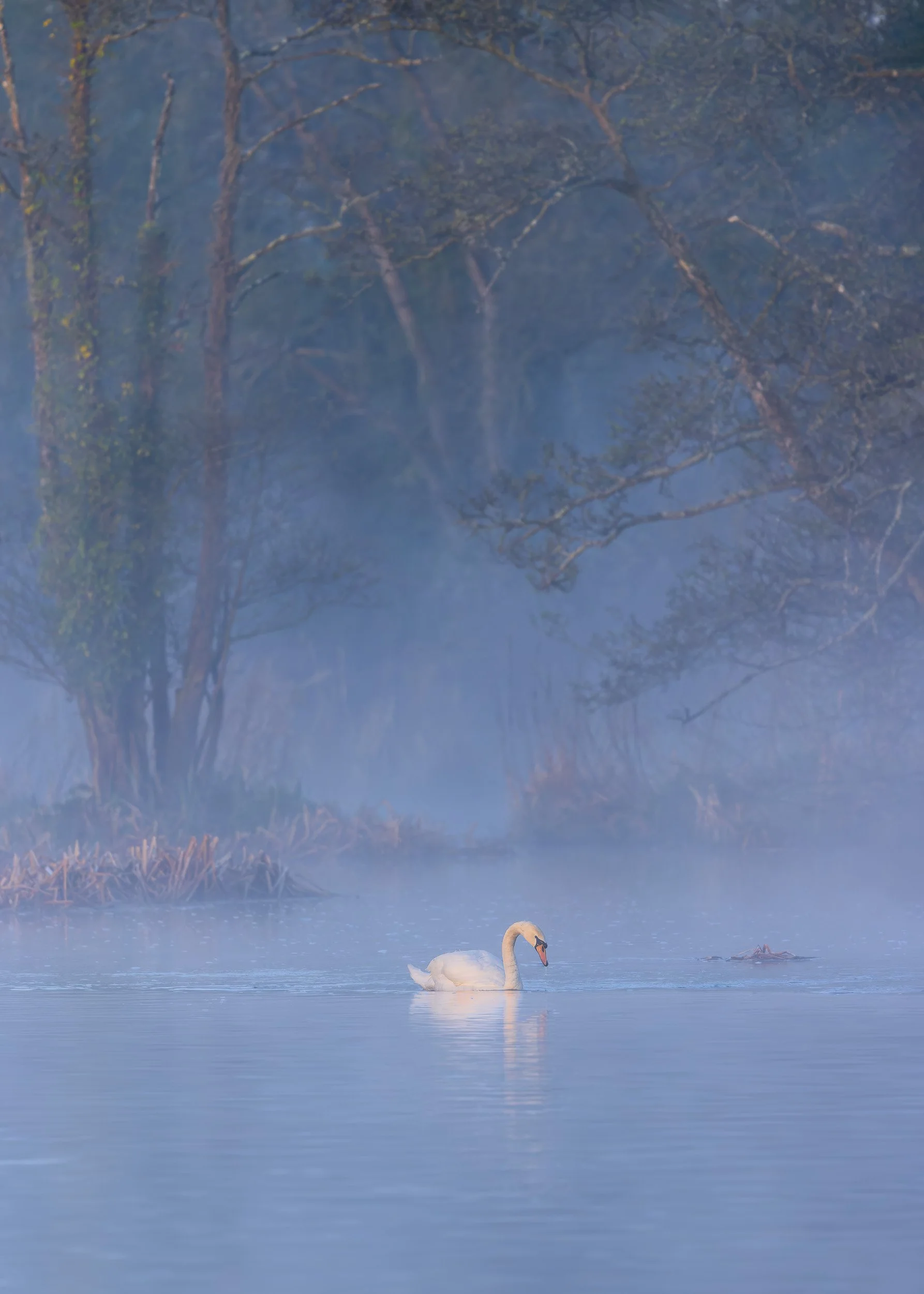 Stillness — Fine-Art Print