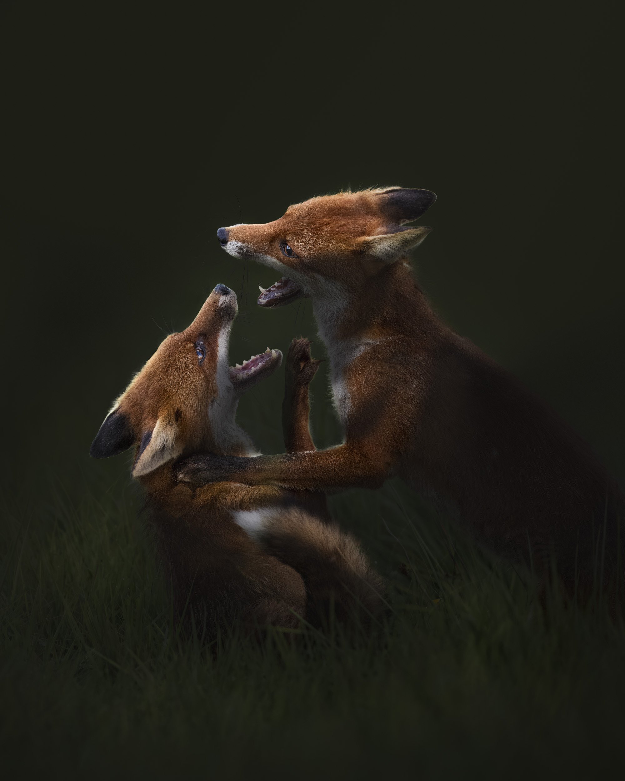 1 fight take 2.flat.jpg