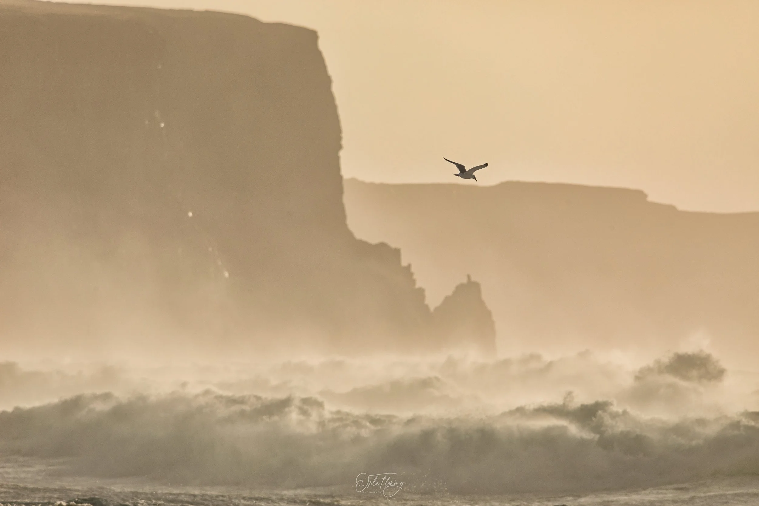 Seagull Cliffs of Moher.jpg