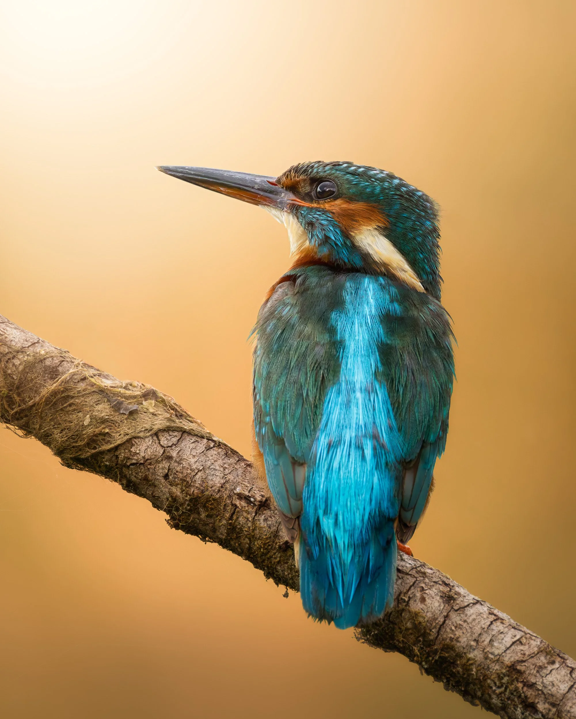 Kingfisher — Fine-Art Print