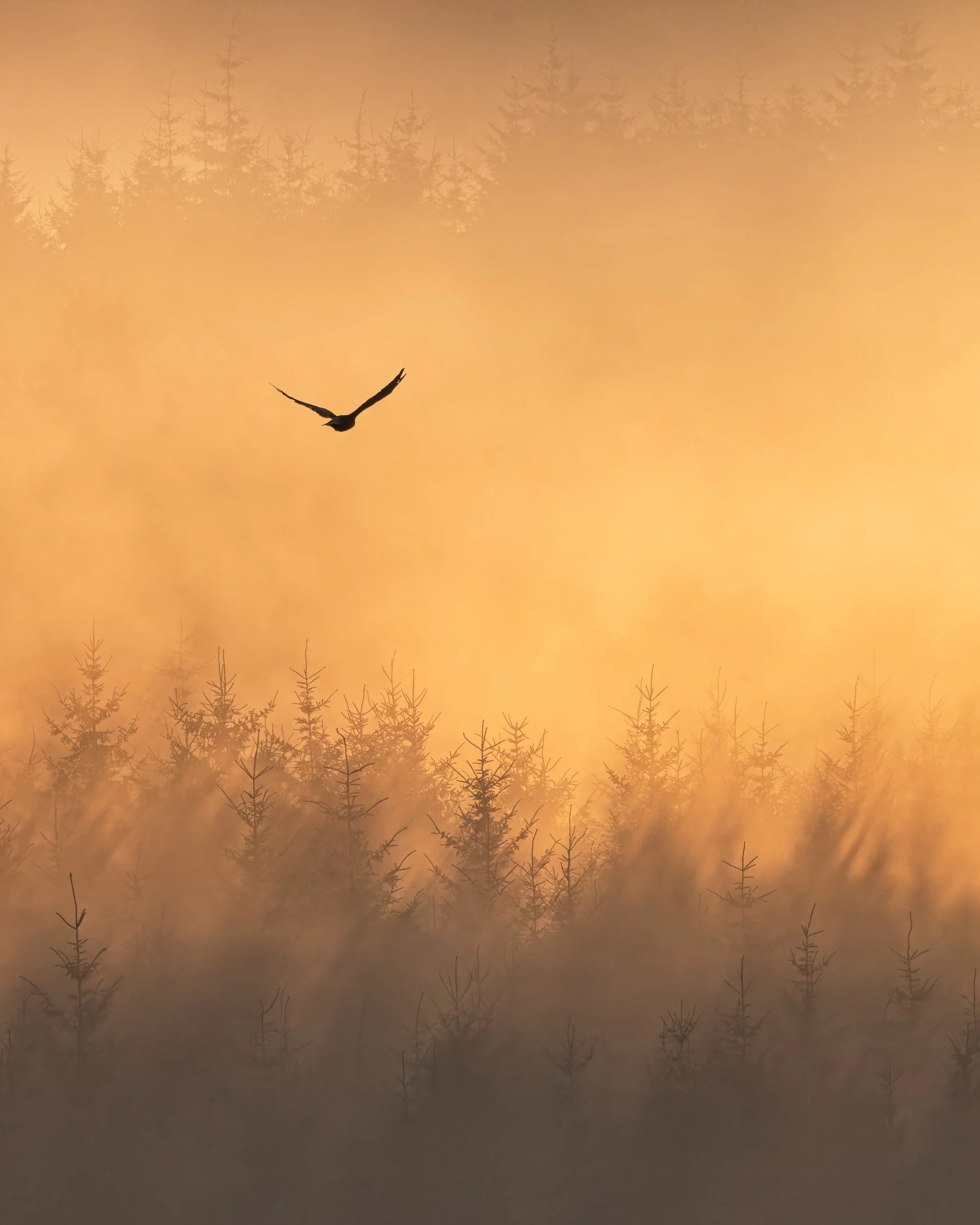 Moments in Mist