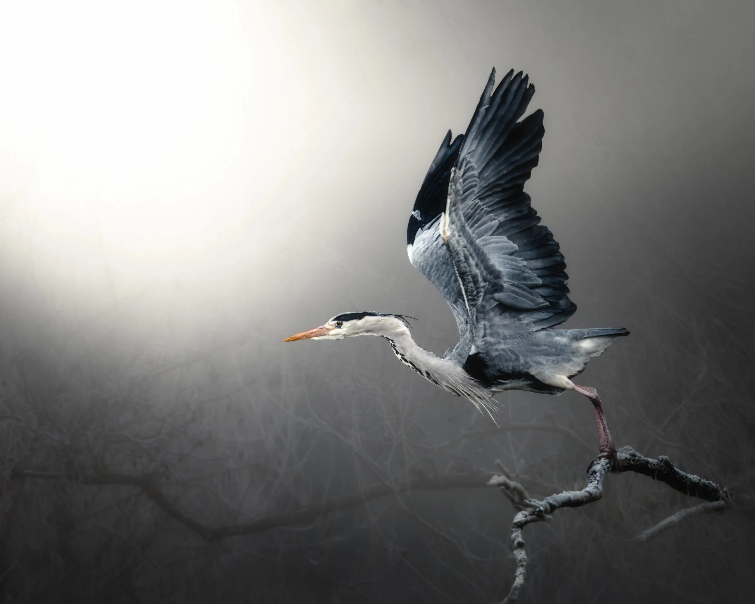 take off heron 2.jpg