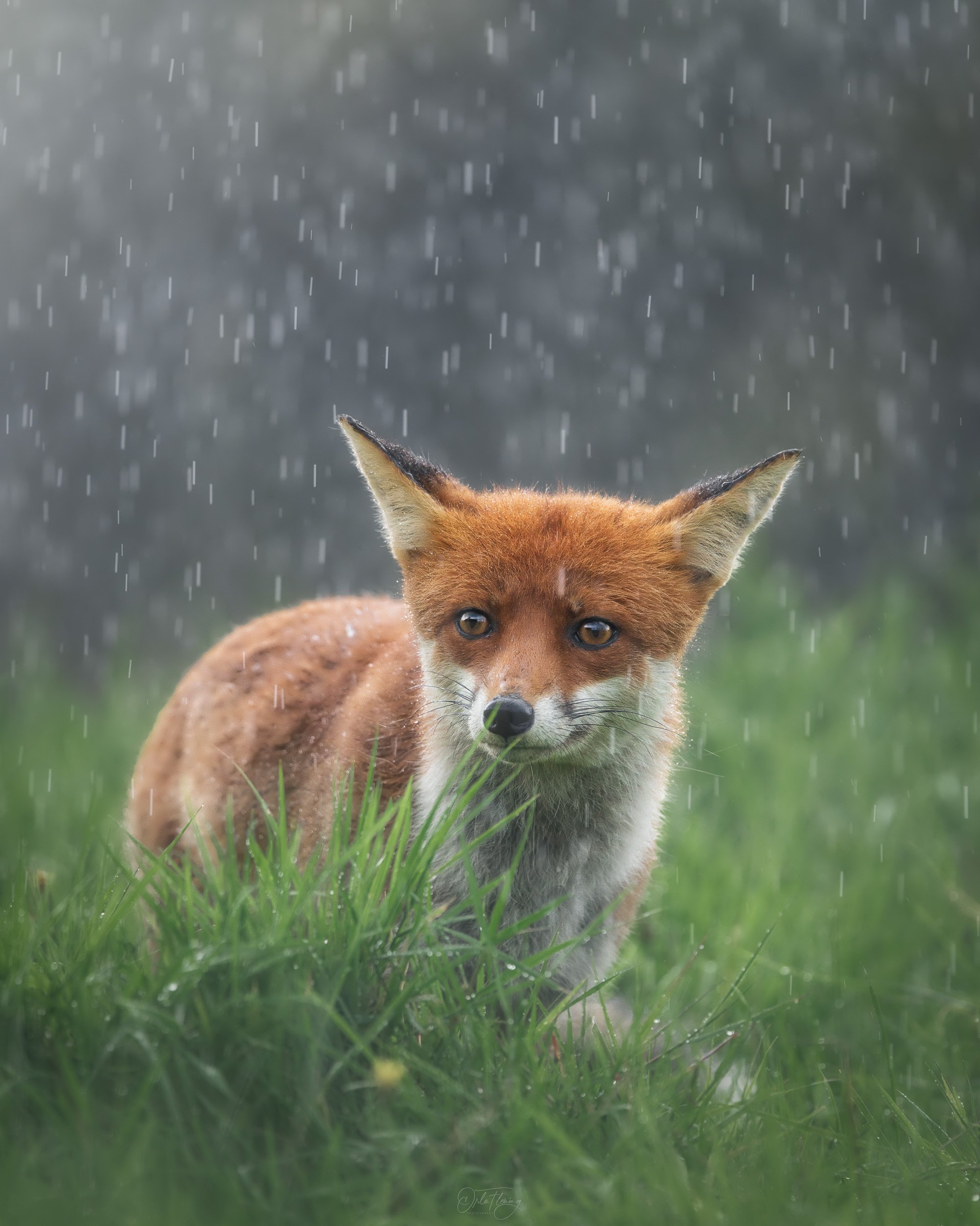 rain 2 flat.jpg