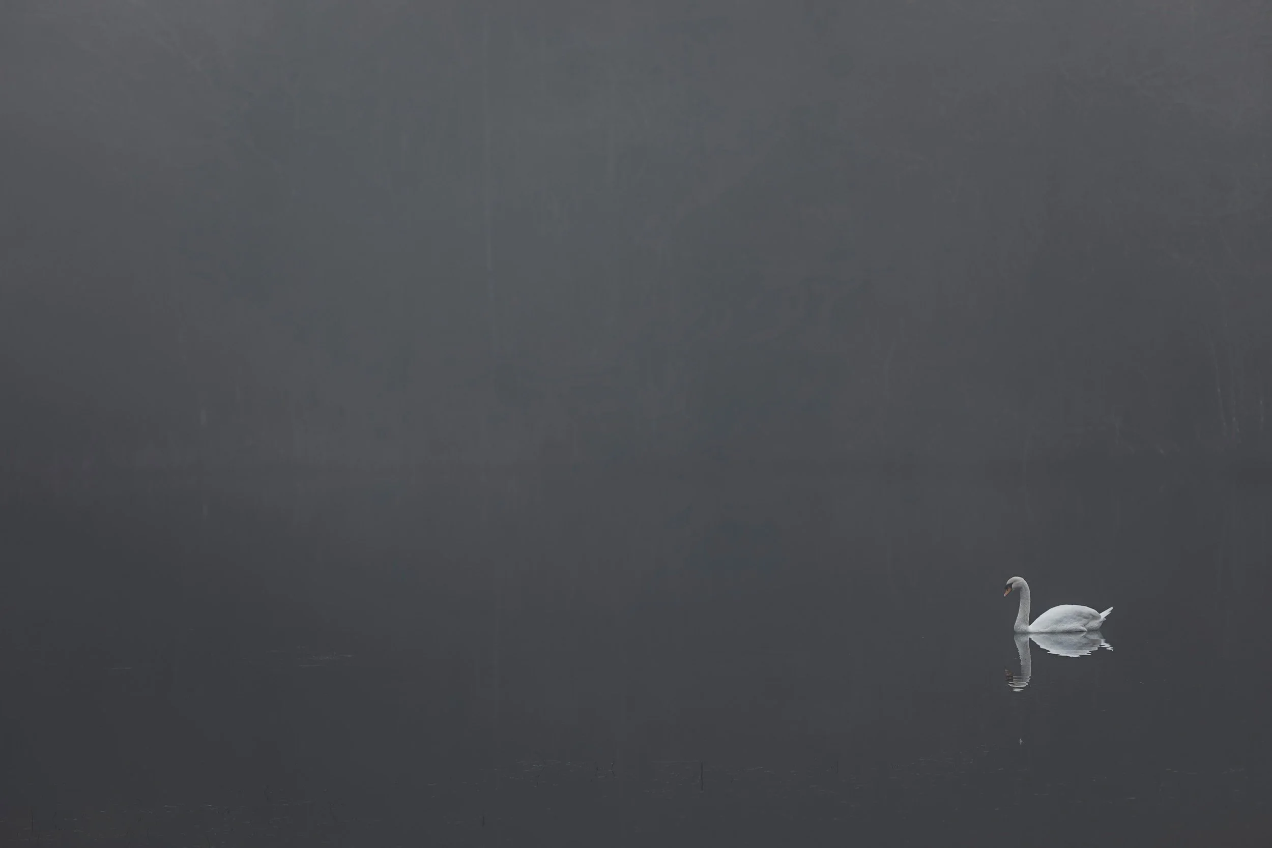 Swan Minimal-Edit - Print Master.jpg