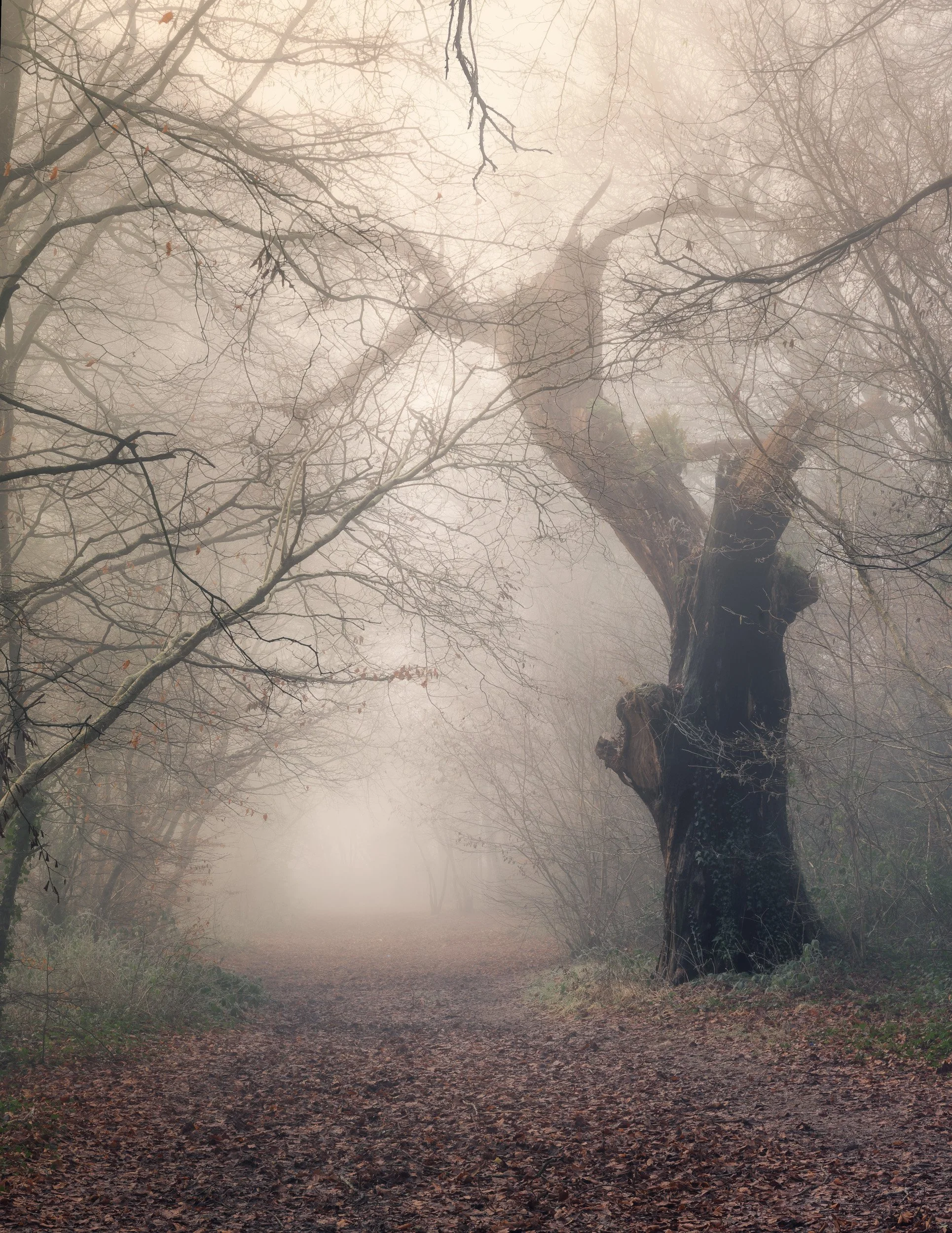 dead tree.jpg