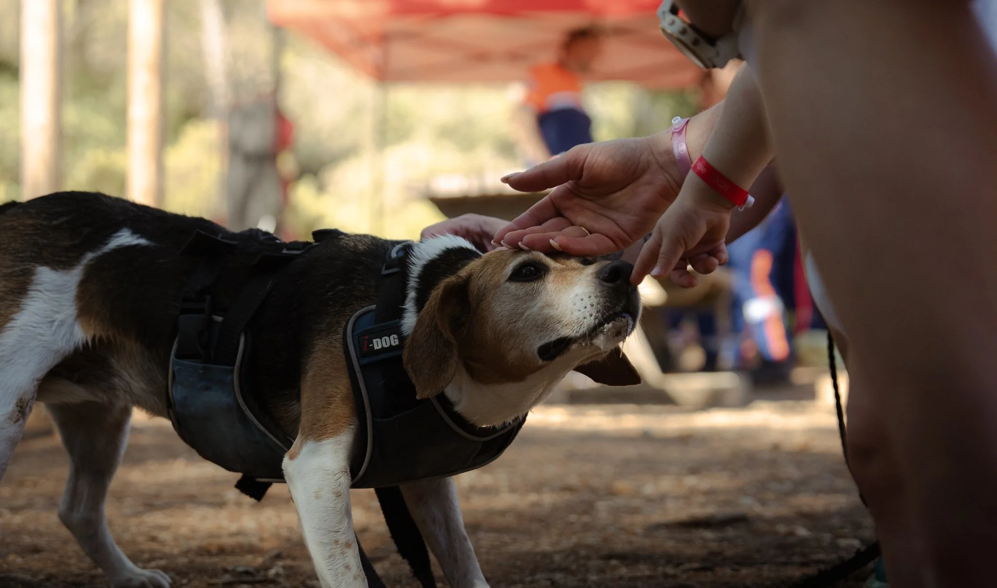 Un chien tricolore à rayures noires, blanches et brunes portant un harnais, reçu des caresses par une personne avec armbands rouge et blanc.