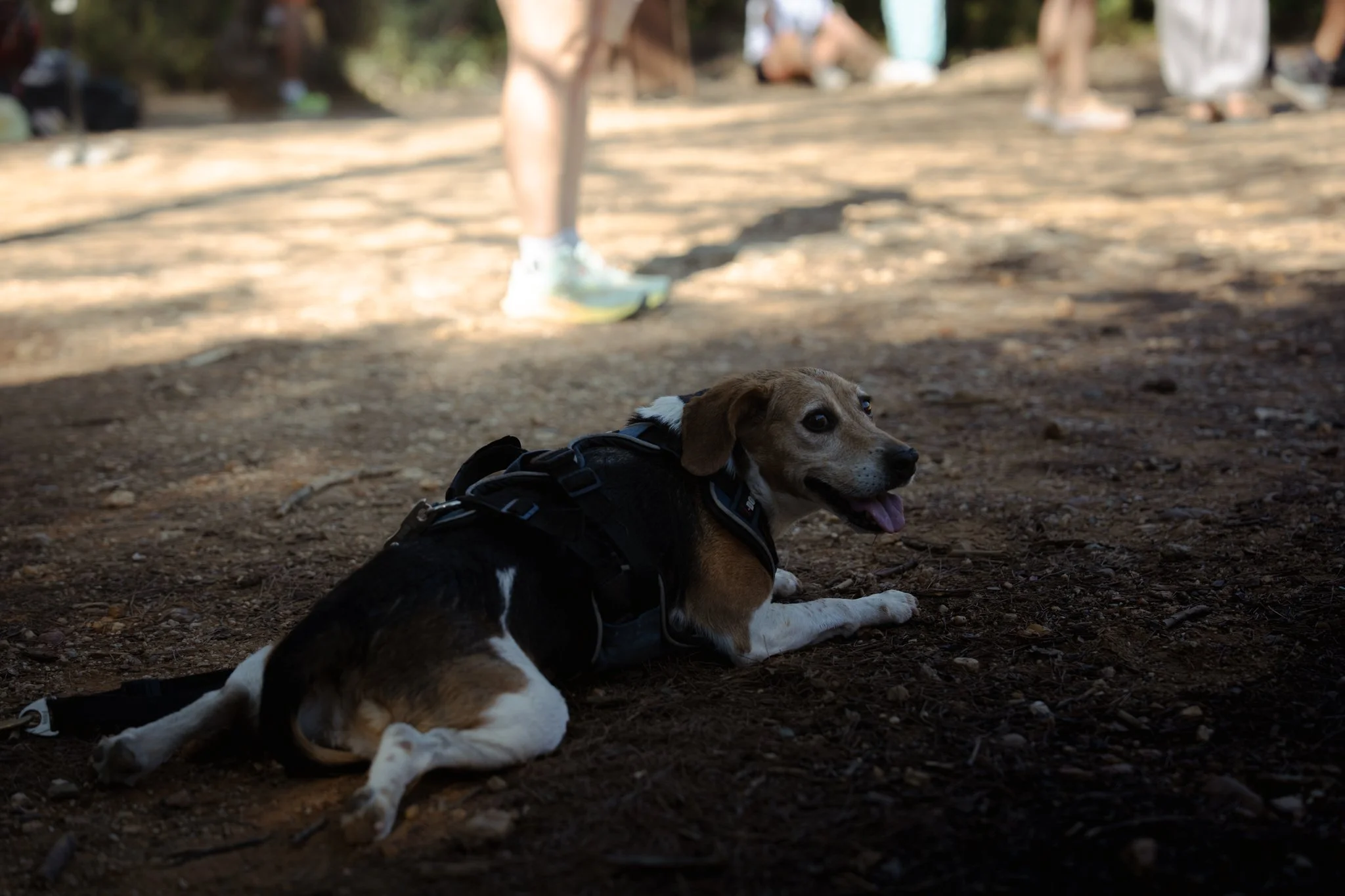 Un chien allongé sur le sol terreux dans un parc, portant un harnais, avec d'autres personnes en arrière-plan.