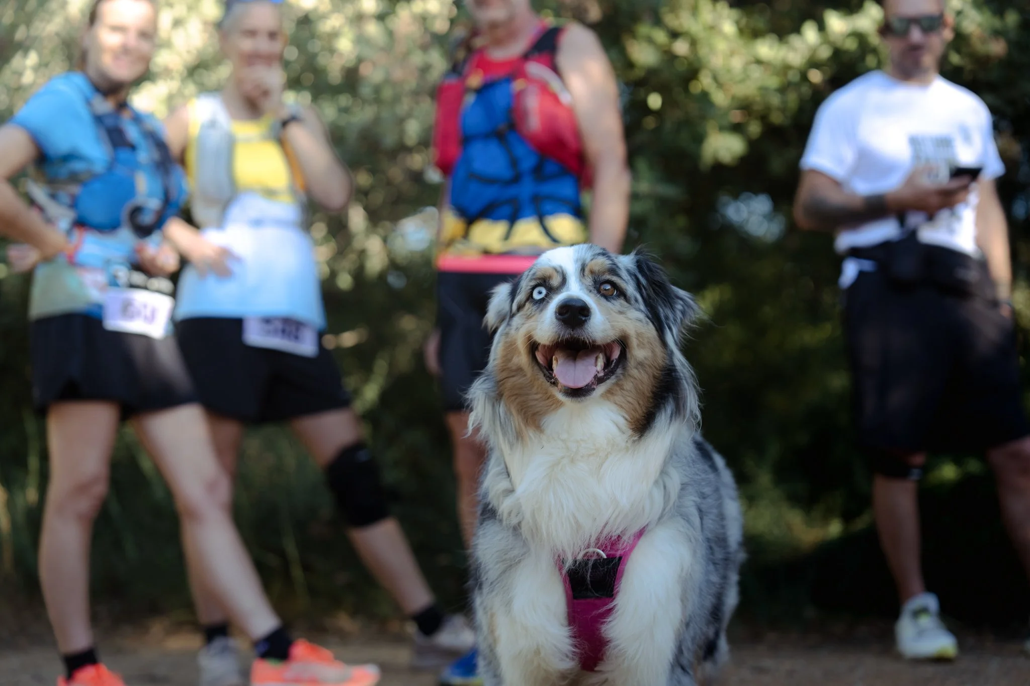 Un chien de la race Australian Shepherd portant un harnais rose, avec des personnes en arrière-plan lors d'une course ou d'une marche en forêt.