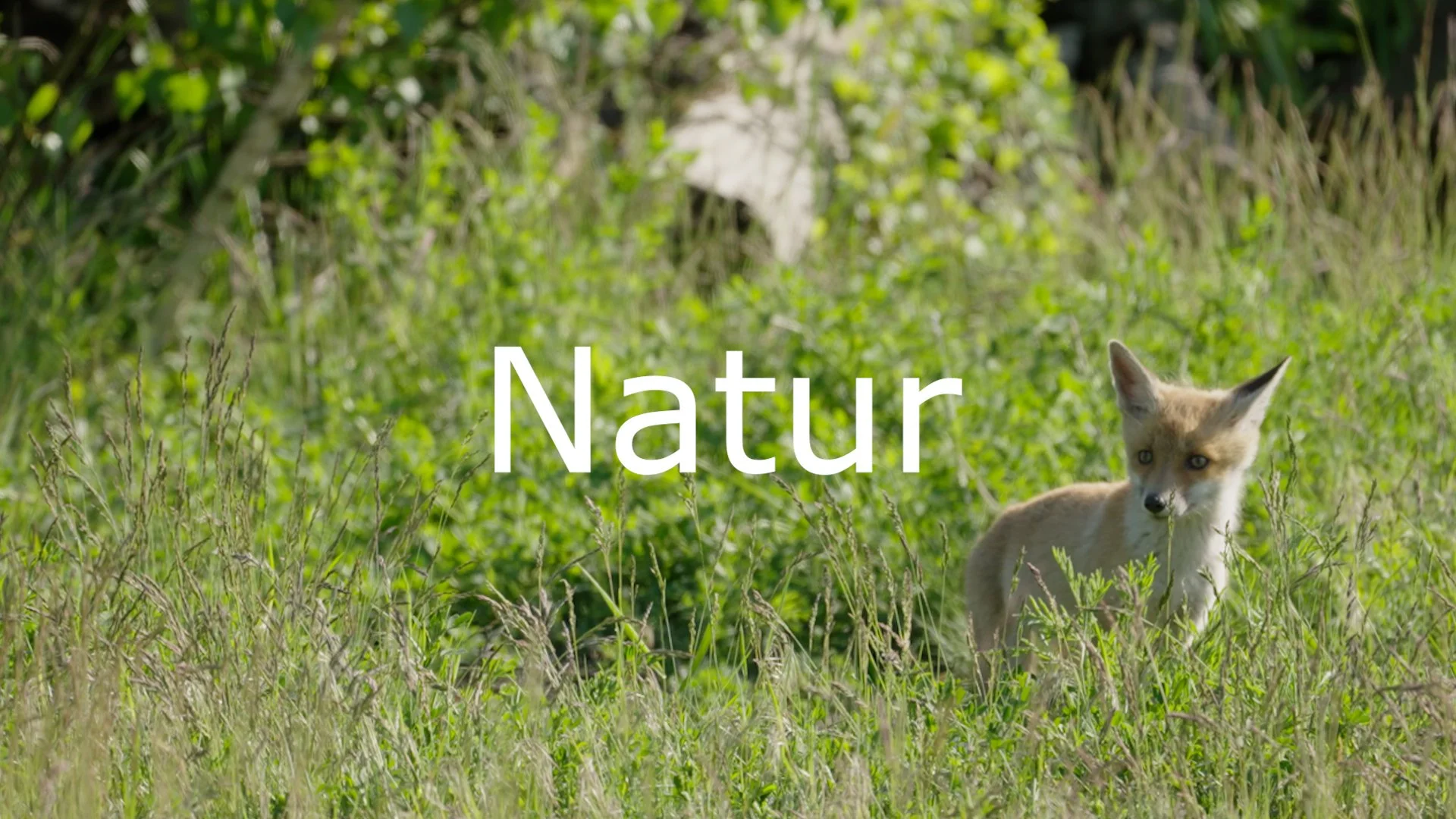 Teaser-Natur_v0B.00_01_05_19.Standbild001.jpg